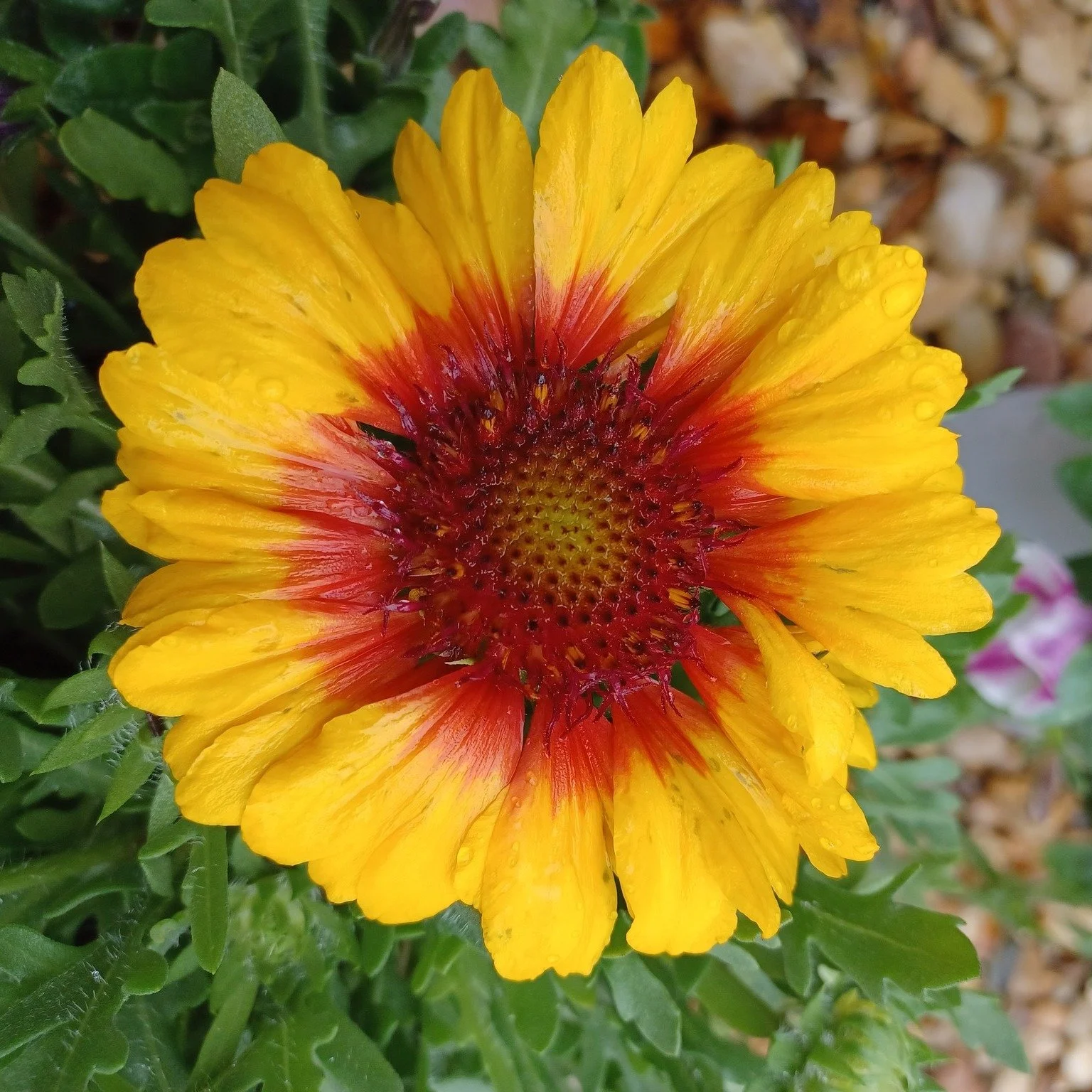 Don't forget to "Spring Forward" today!
Check your clocks ⏰It's that time of year again.

#thegreenhousenursery #gardening #newberryfl #gainesville #gainesvillefl #plantsmakepeoplehappy #March2026 #springplants #springiscoming #spring  #lan