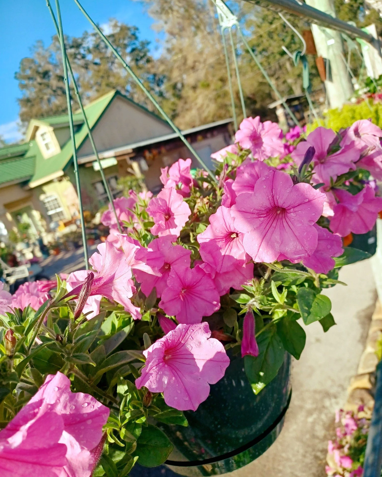 Just hangin' out~ 🌺
Cute hanging baskets available at the nursery!

 #thegreenhousenursery #gardening #newberryfl #gainesville #gainesvillefl #plantsmakepeoplehappy #March2026 #springplants #springiscoming #spring #landscaping #plants #gardeninspira