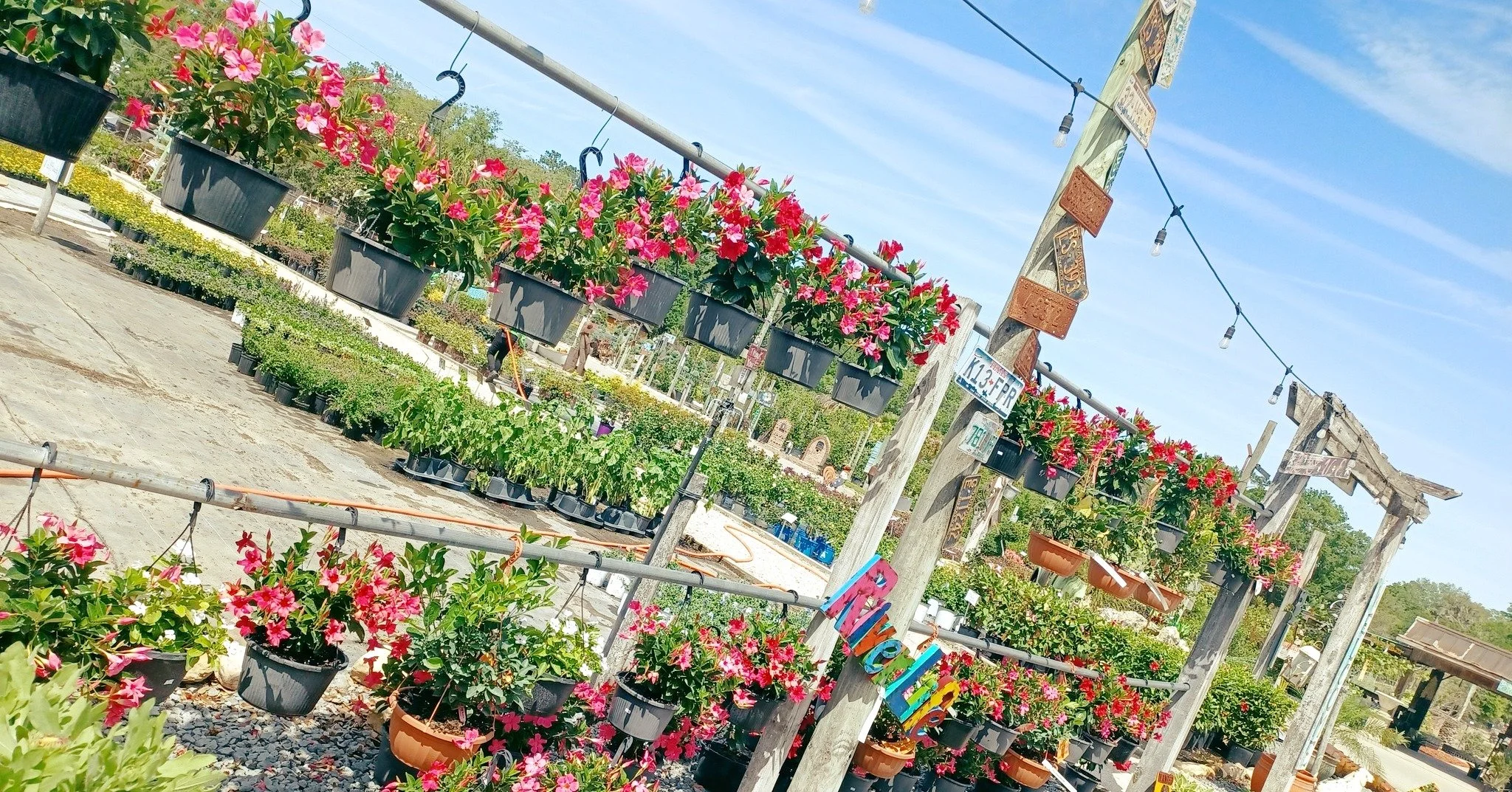 Just hanging around! Beautiful hanging baskets and lush shade-loving greens are ready for a new home 🎍🌿

#springishere #thegreenhousenursery #gardening #newberryfl #gainesville #April2026 #spring #plants #gardeninspiration