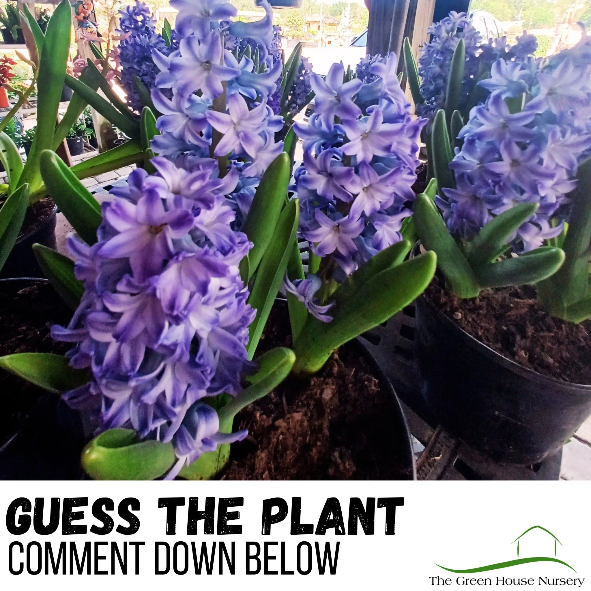 Any takers? 🤔
This one's name is a little hard to pronounce - do you know? 🌺

#springishere #thegreenhousenursery #gardening #newberryfl #gainesville #April2026 #spring #plants #gardeninspiration