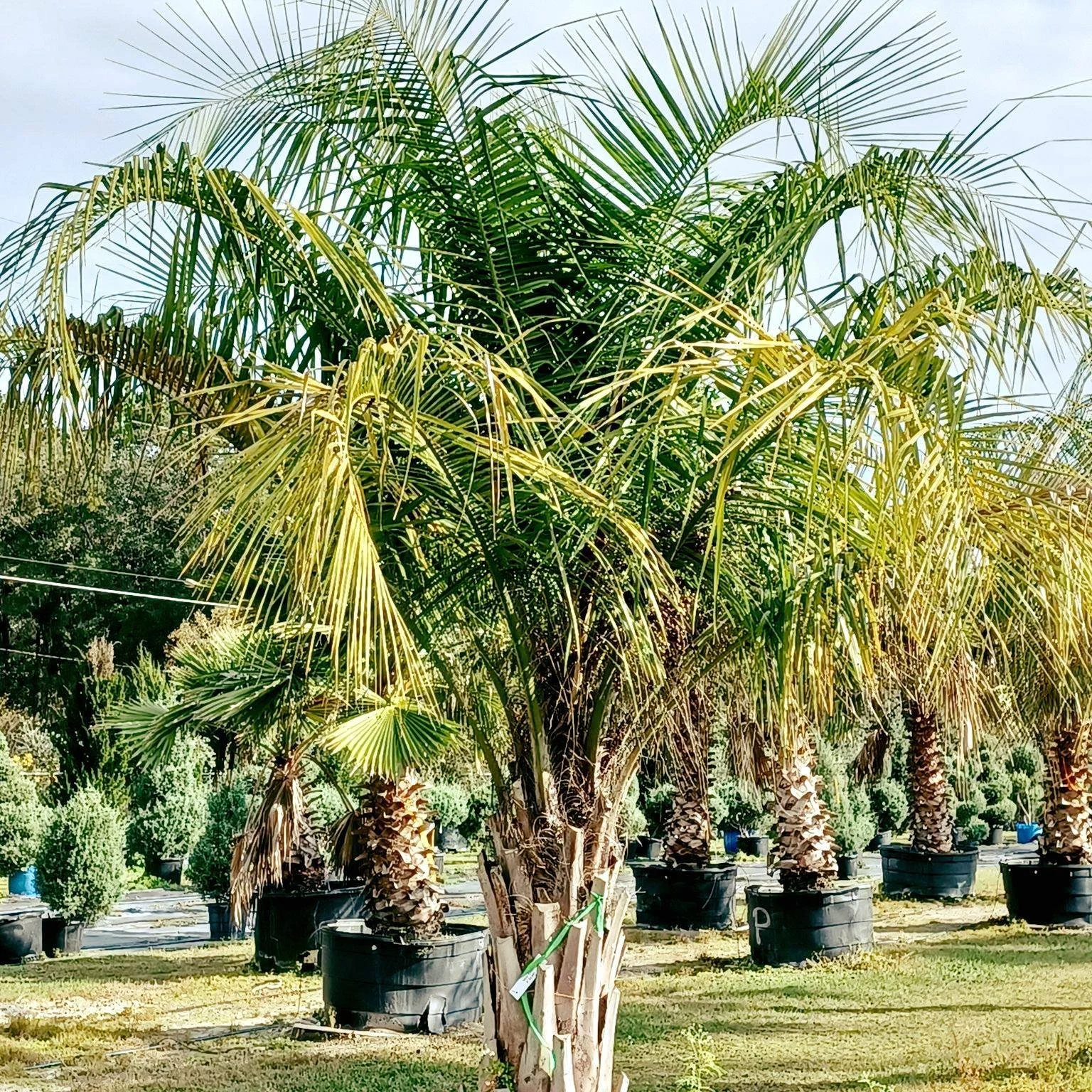 Let the day reveal something this Tuesday, there's always something beautiful out there waiting for you to see 🌺

#springishere #thegreenhousenursery #gardening #newberryfl #gainesville #gainesvillefl #April2026 #springplants #spring #landscaping #p