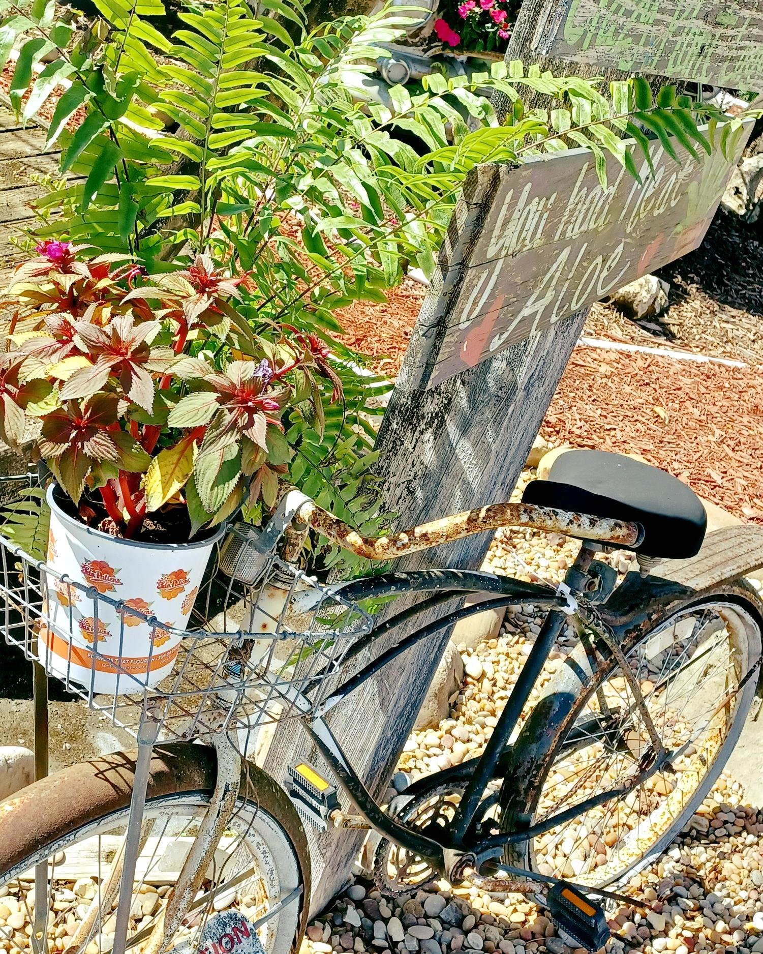 Happy World Bicycle Day🚲
Who says bikes are just for riding? We give old bikes a second life, making wonderful planters. 🌸🌿

#springishere #thegreenhousenursery #gardening #newberryfl #gainesville #June2026 #spring #plants #gardeninspiration