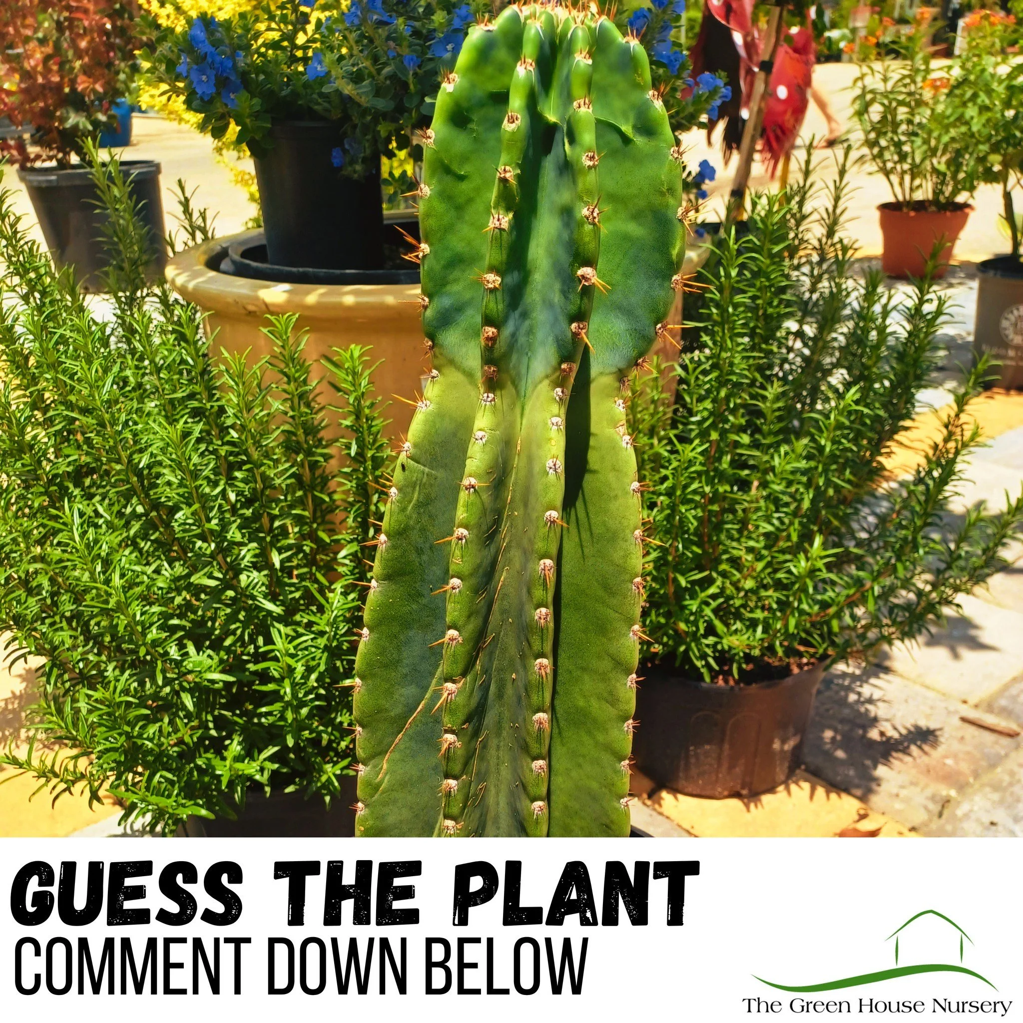 What kind of Cactus is this?🤔
Or better yet, what plants are behind it?

#springishere #thegreenhousenursery #gardening #newberryfl #gainesville #June2026 #spring #plants #gardeninspiration