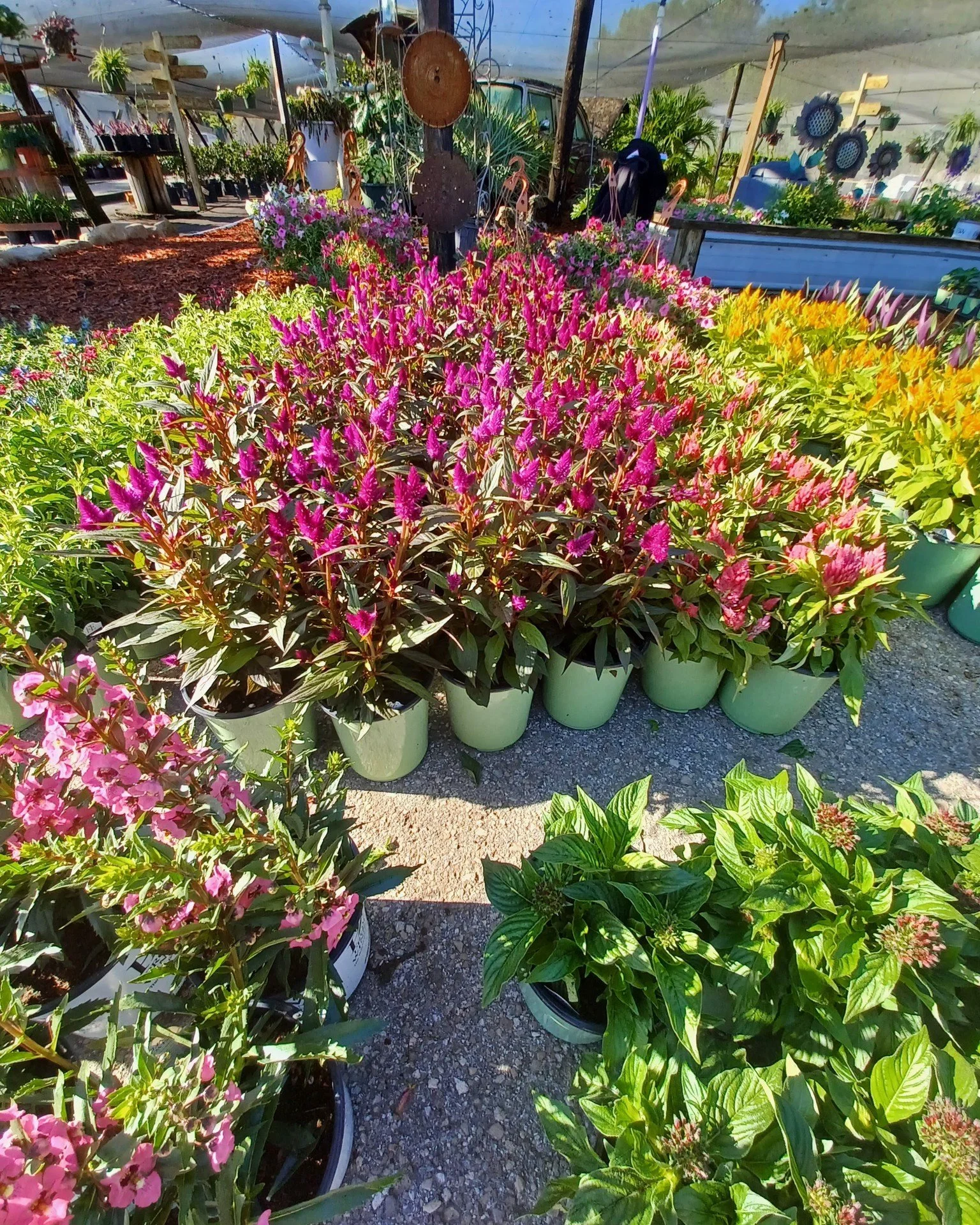 Good morning and happy Monday ☀️
Wishing you a peaceful and purposeful start this week!

#springishere #thegreenhousenursery #gardening #newberryfl #gainesville #June2026 #spring #plants #gardeninspiration