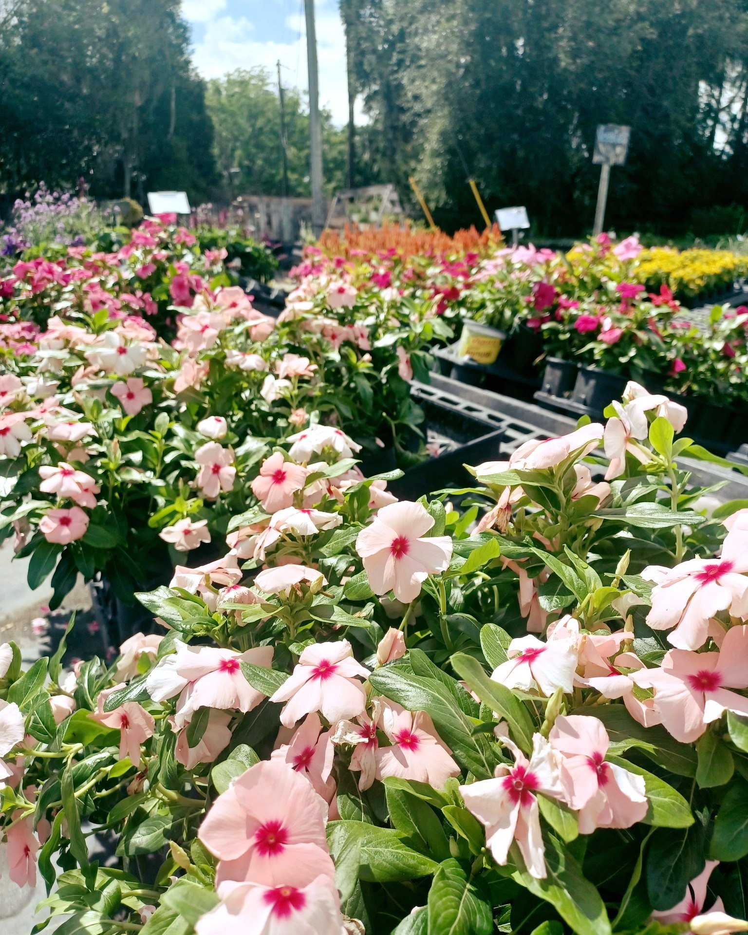 #springishere #thegreenhousenursery #gardening #newberryfl #gainesville #June2026 #spring #plants #gardeninspiration