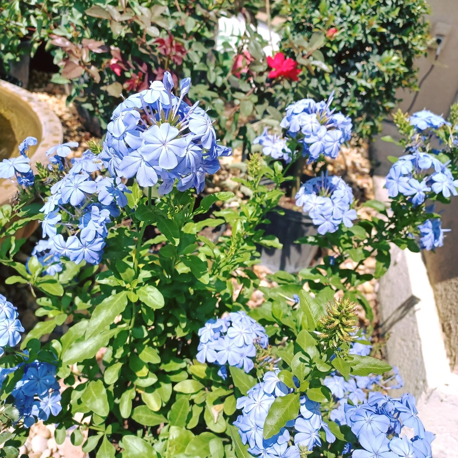 Wishing you a peaceful Thursday 😇
🪴Enjoy the beauty growing around you!

#springishere #thegreenhousenursery #gardening #newberryfl #gainesville #June2026 #spring #plants #gardeninspiration