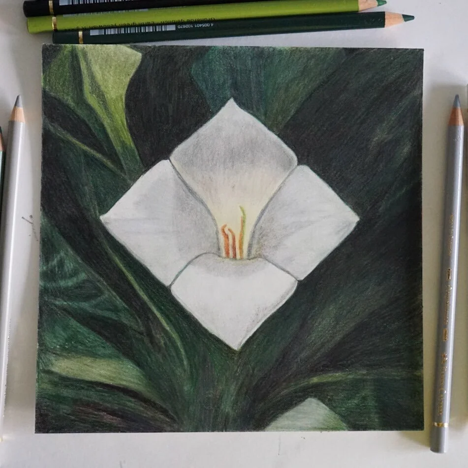 Sunday was the perfect day. I spent it at my favorite spot in the world&mdash;my drawing table&mdash;and I got to do what I love the most. 

Called &ldquo;gausali&rdquo; in Chamorro, this shrub with beautiful white flowers grows in coastal limestone 