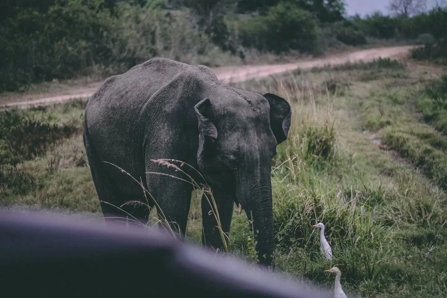 Asian elephant.
.
.
.
#asianelephant #srilankatravel #elephantsafari