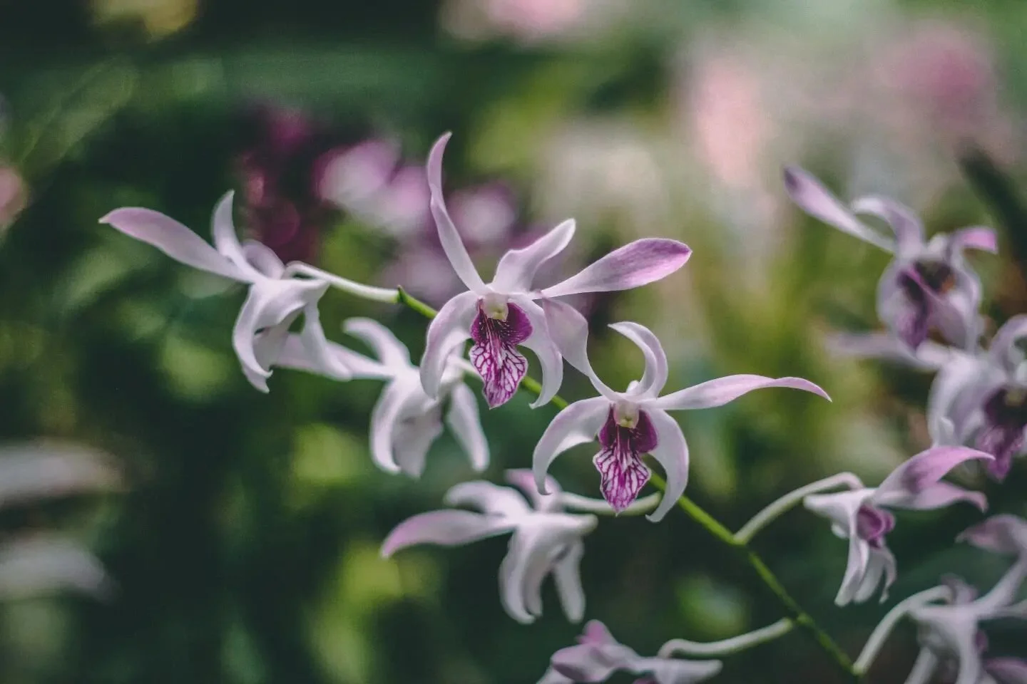 Paradise.
.
.
.
#srilankatravel #orchidlover #canonphotography #botanicalgardens