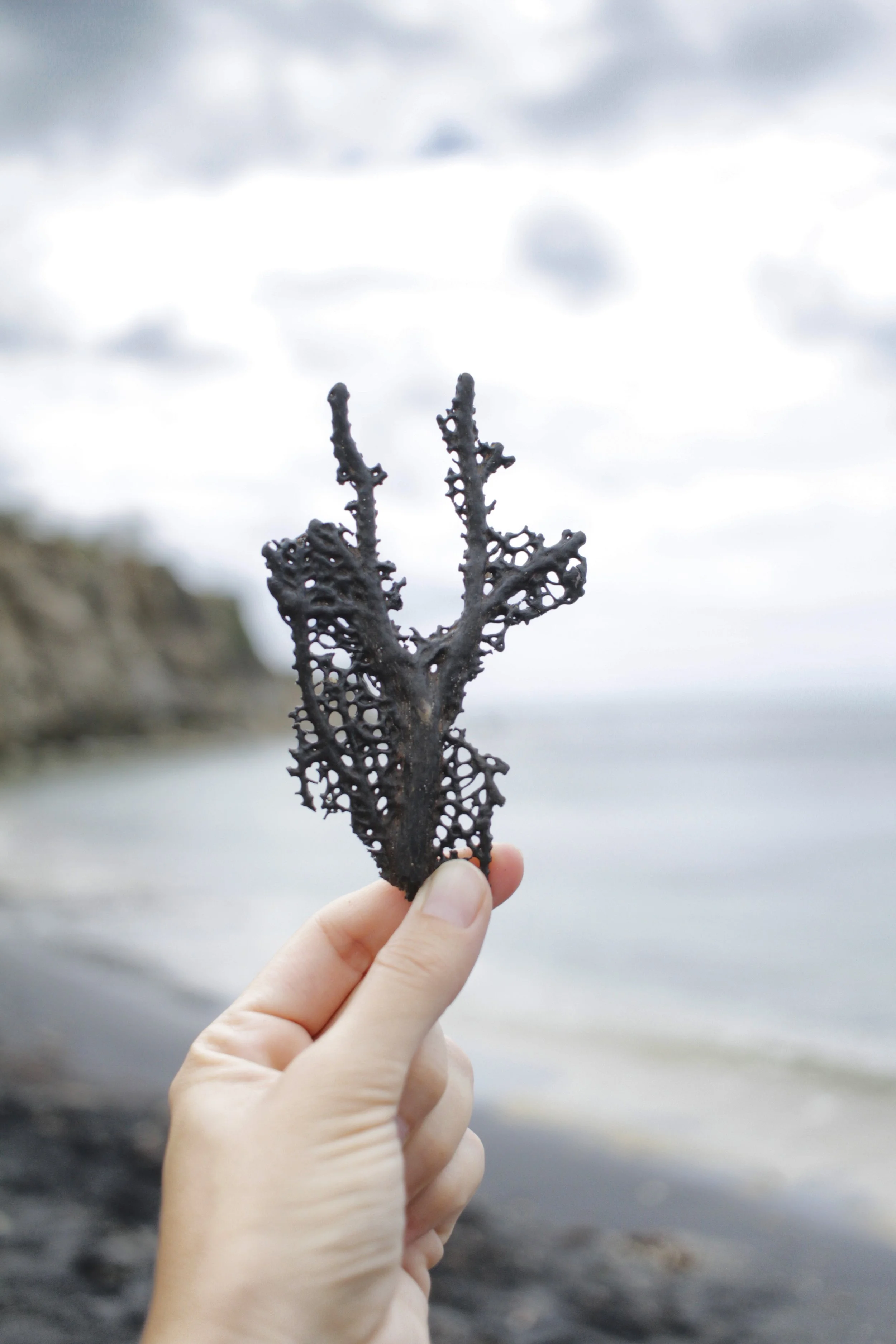 Hand holding black coral on beach in Puerto Rico