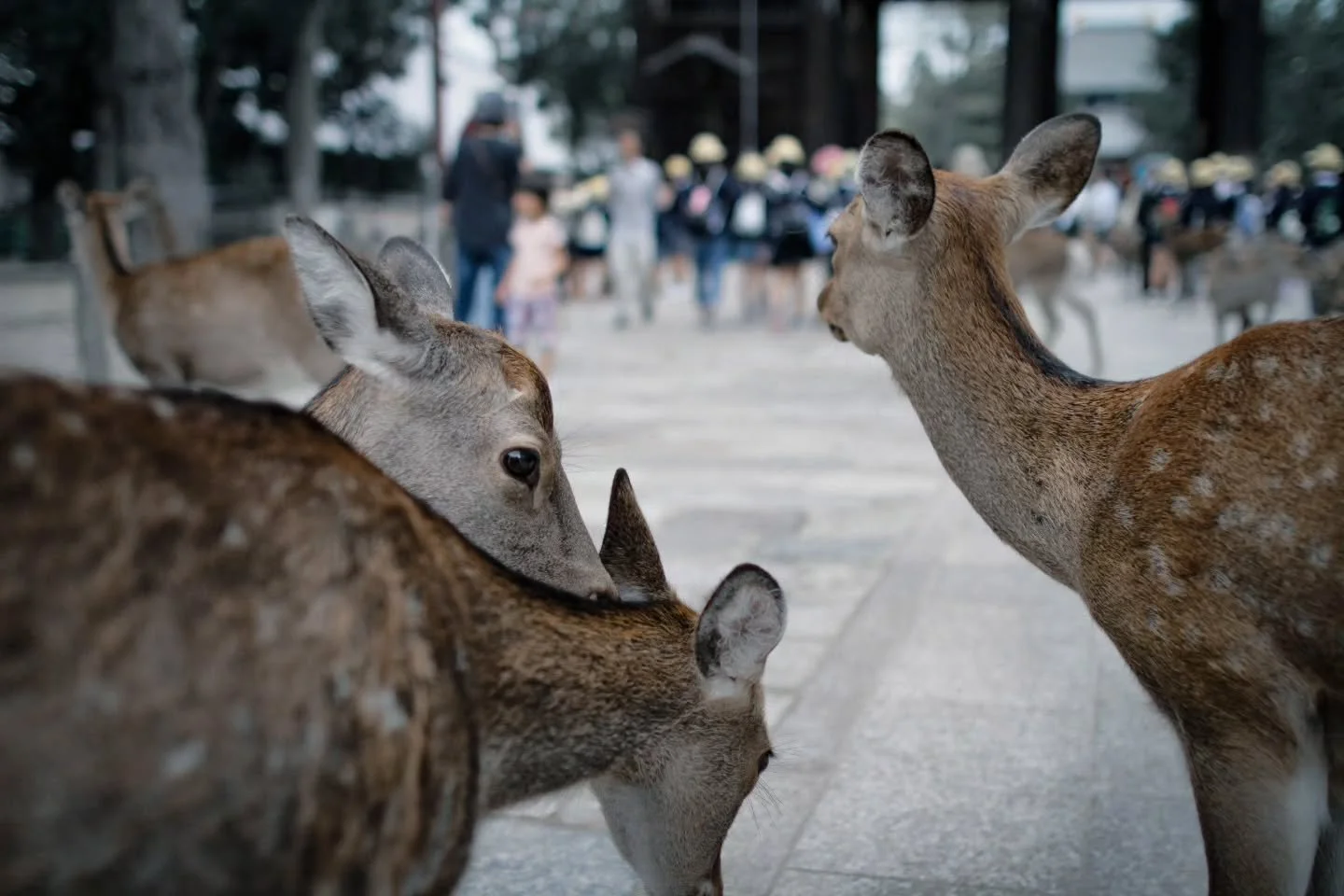 Wander through Nara&rsquo;s peaceful parks where friendly deer roam beneath ancient temples and the rich history makes every step feel like a small, sacred discovery.
.
Heading to Japan? Make time for Nara - where roaming deer and ancient temples cre