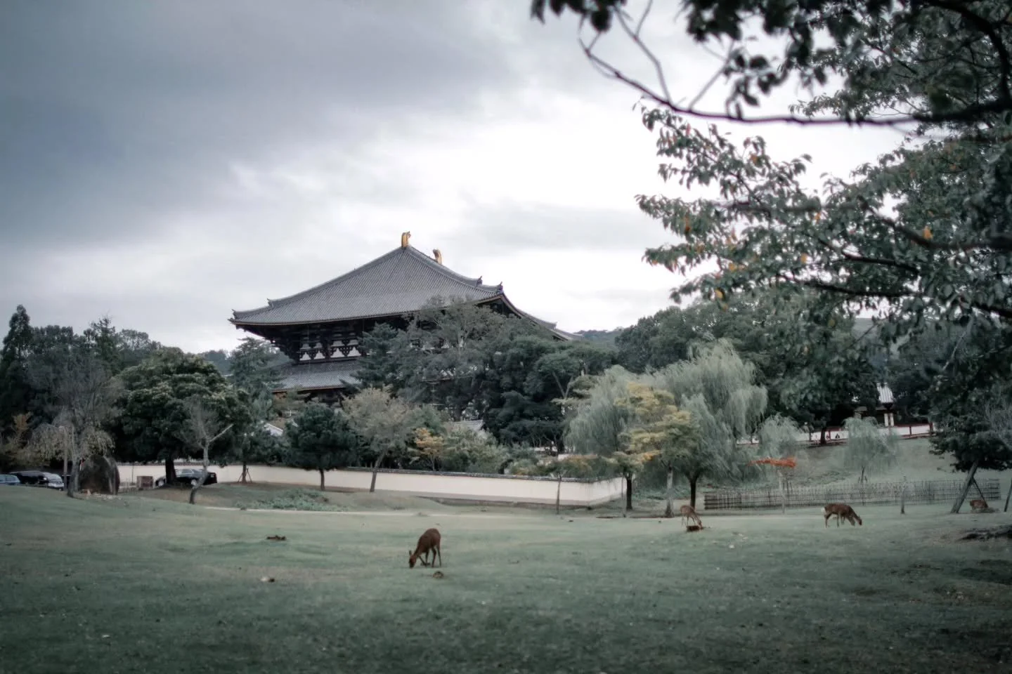 Wander through Nara&rsquo;s peaceful parks where friendly deer roam beneath ancient temples and the rich history makes every step feel like a small, sacred discovery.
.
Heading to Japan? Make time for Nara - where roaming deer and ancient temples cre