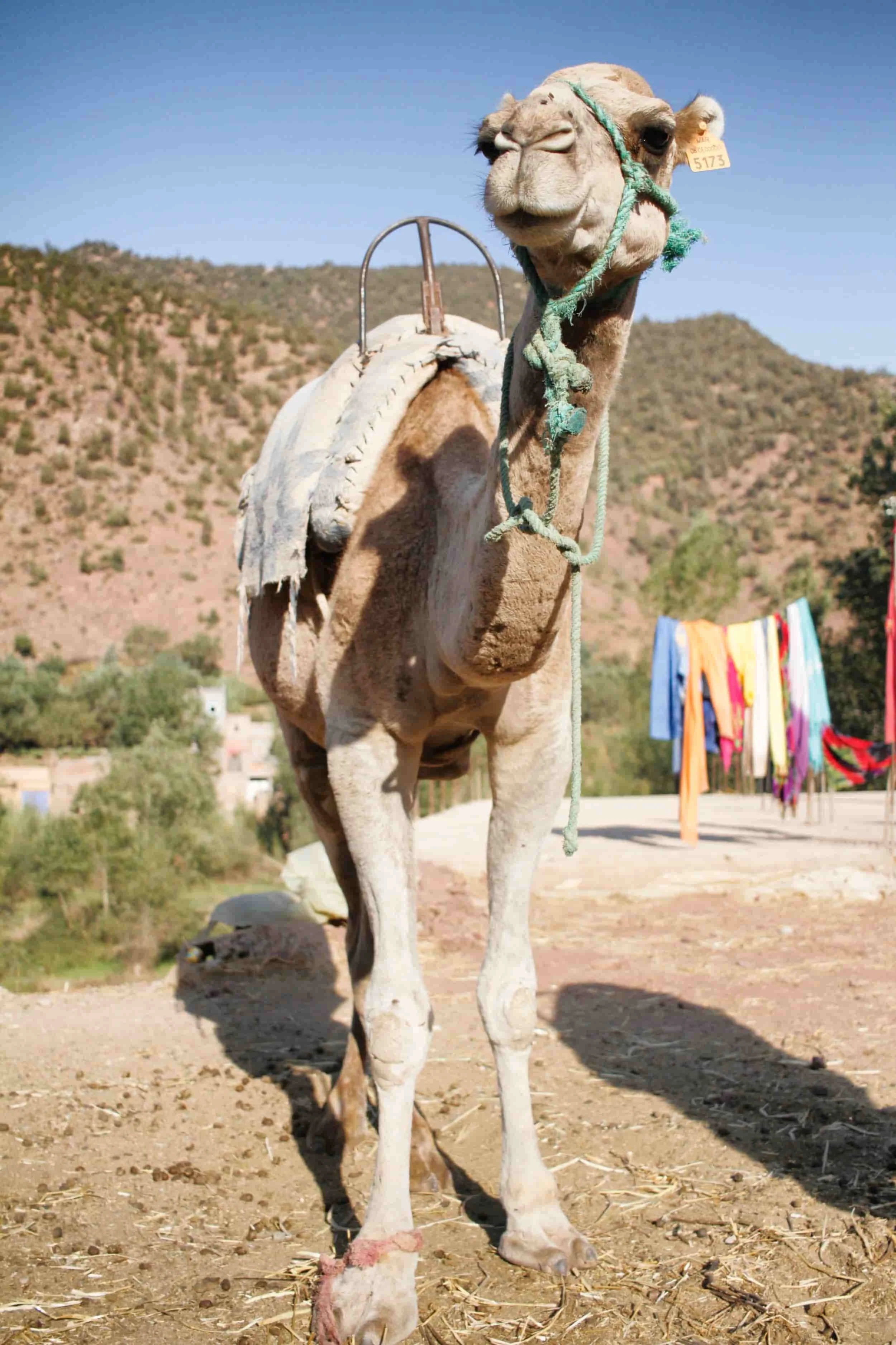 Towers of Morocco’s Atlas Mountains