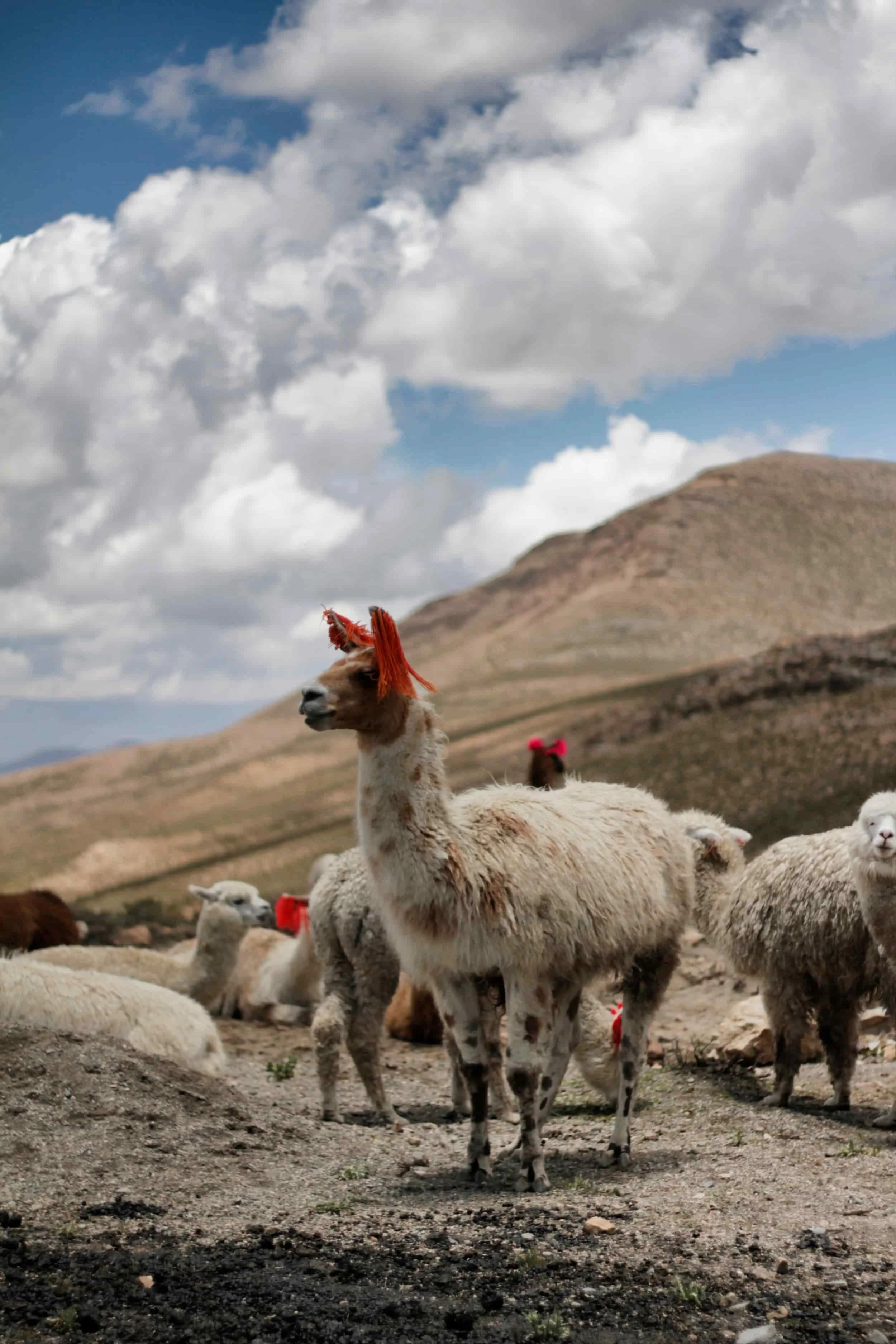 Llamas atop a mountain with clouds behind in Colca Canyon, Peru