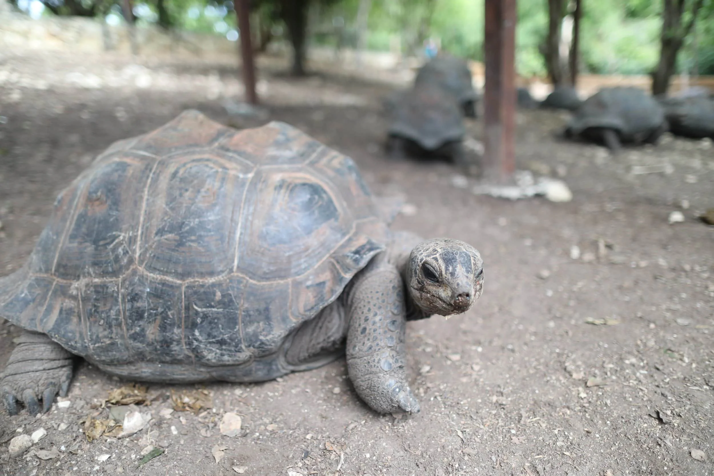Tortoise