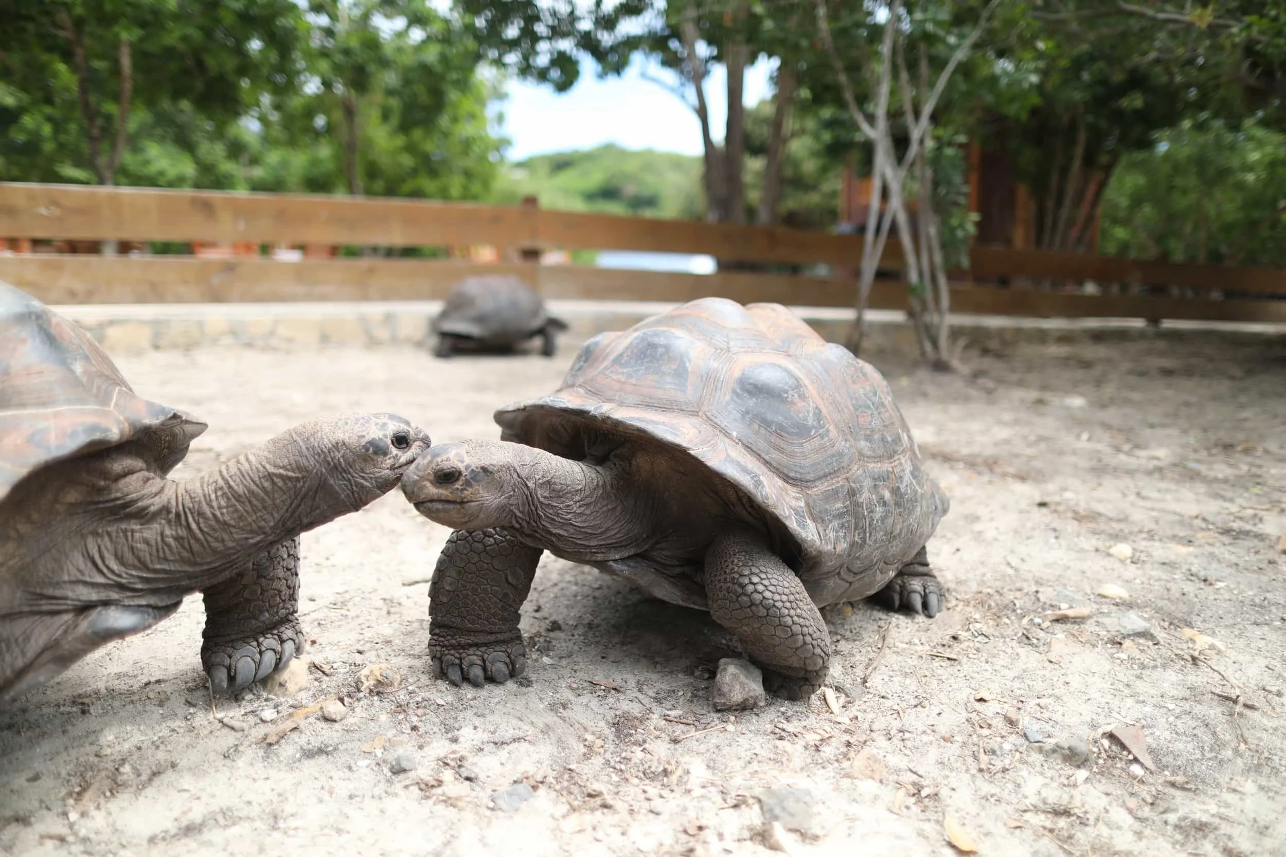 Tortoise