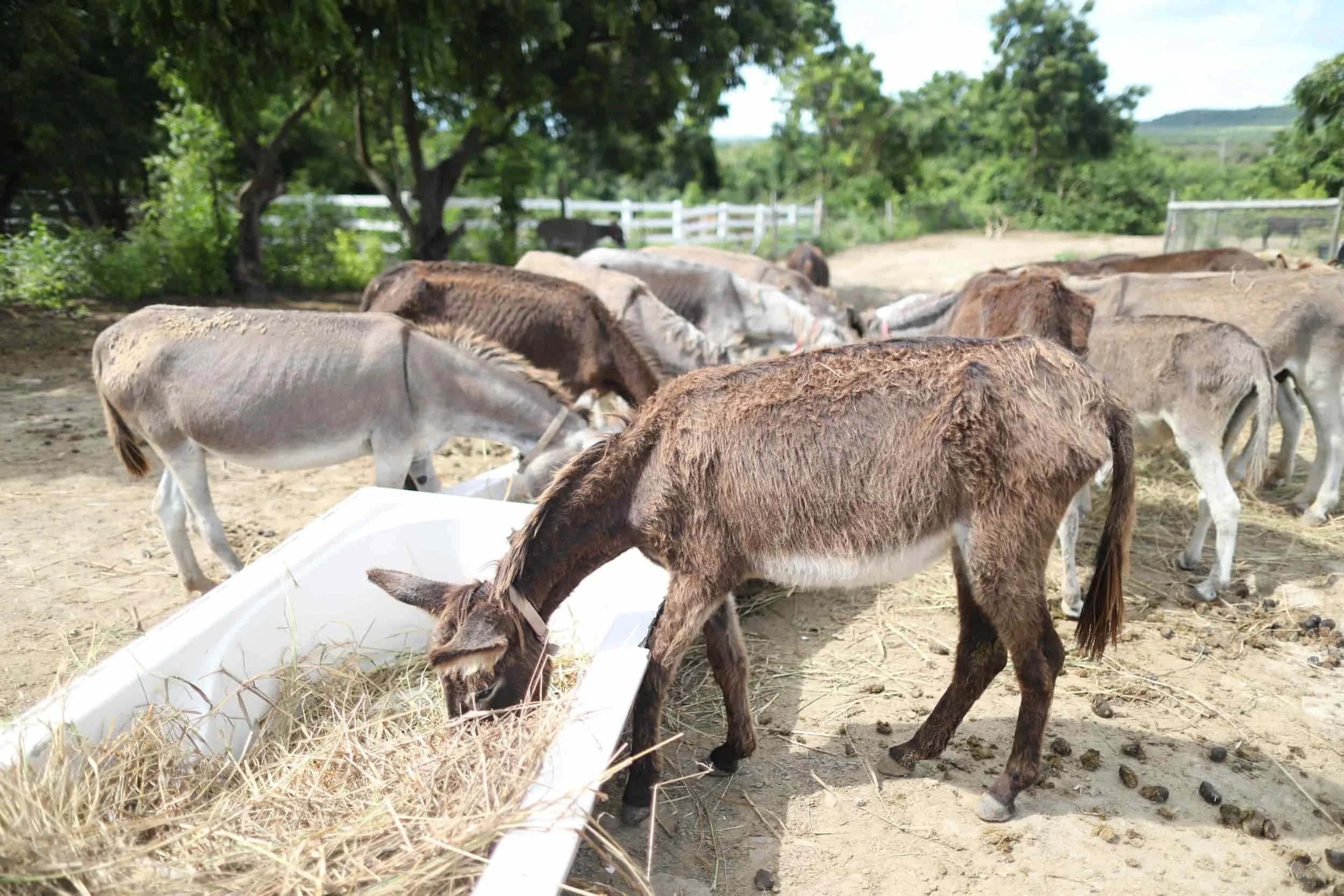 Donkey sanctuary