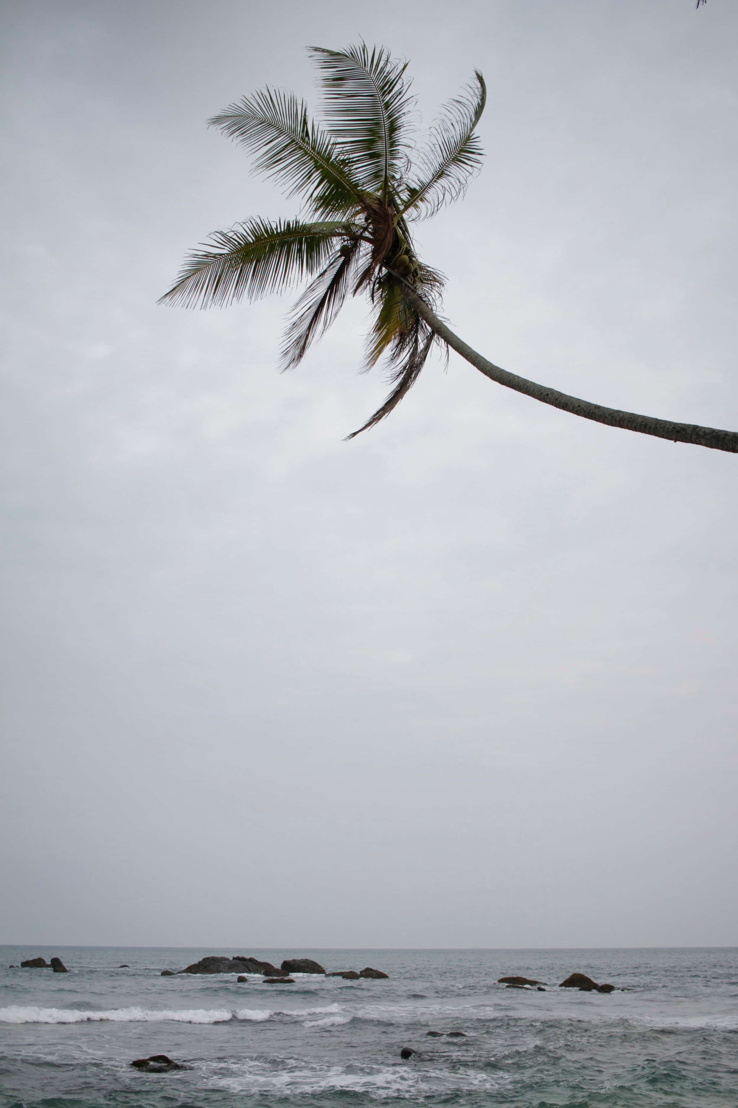 Mirissa - Dalawella Beach