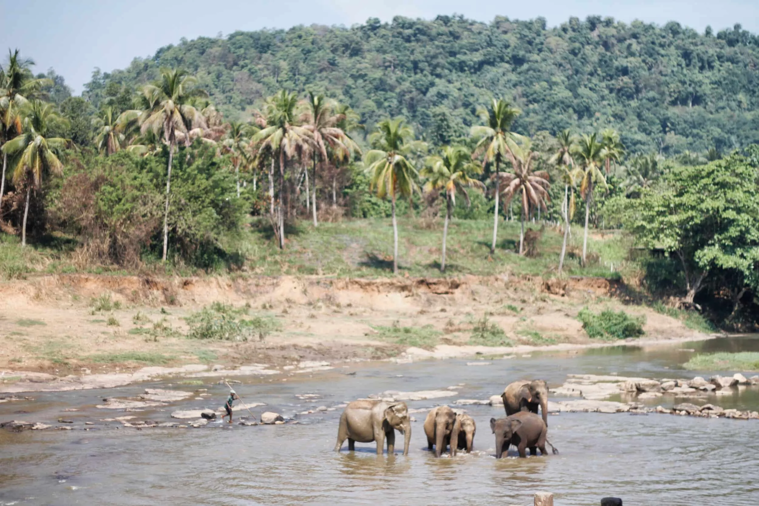 Pinnawala, Sri Lanka