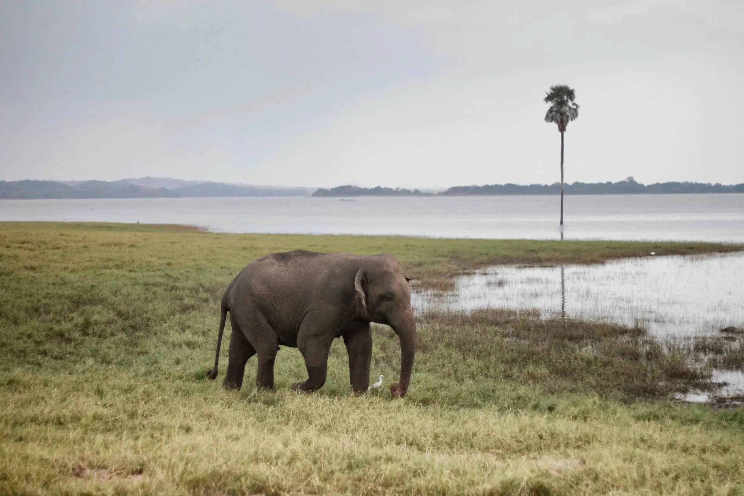 Minneriya National Park elephant safari