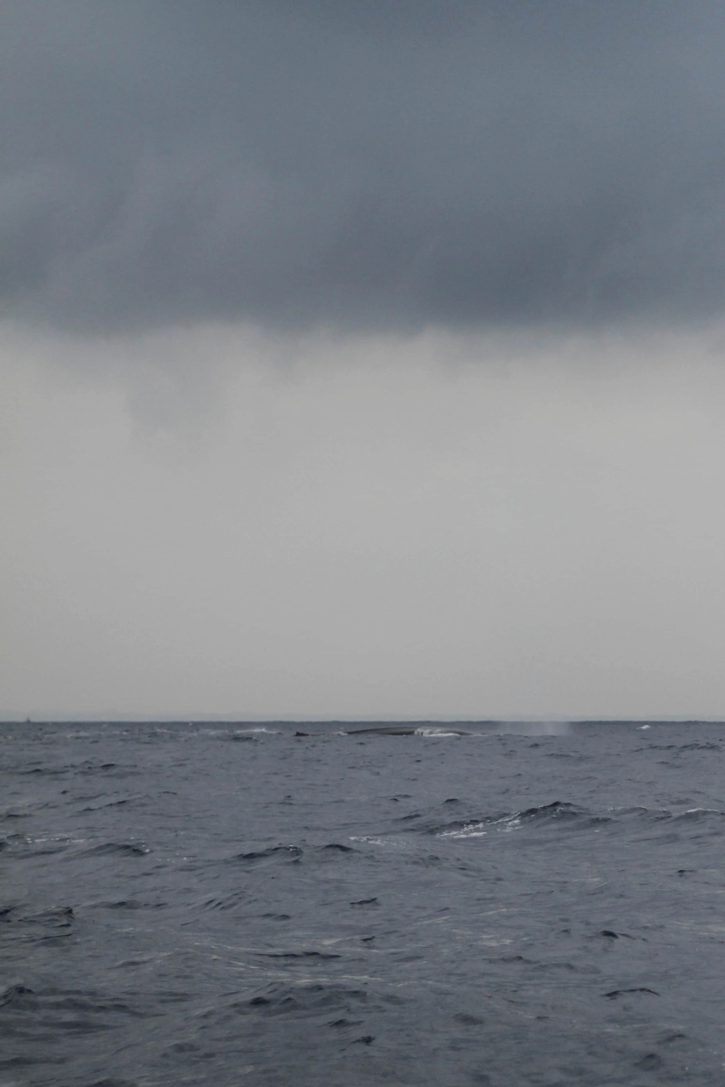 Mirissa whale watching on Indian Ocean