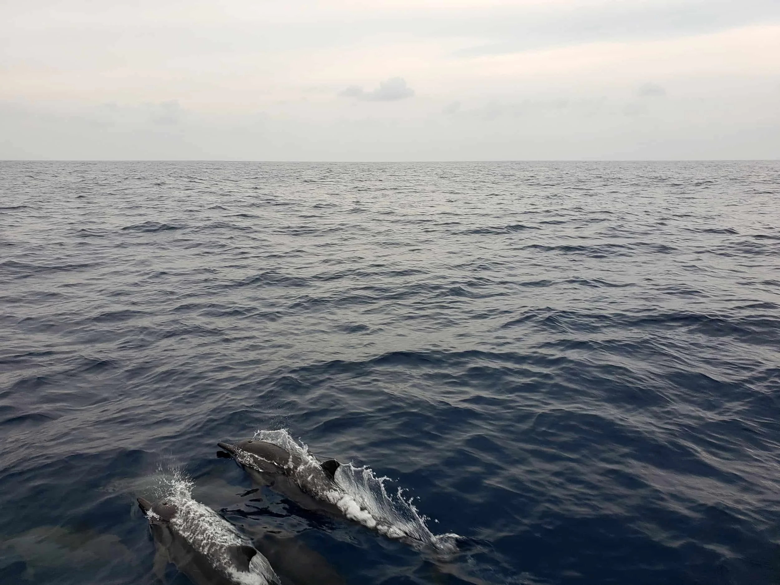 20190427_073151+copy_compressed.jpg