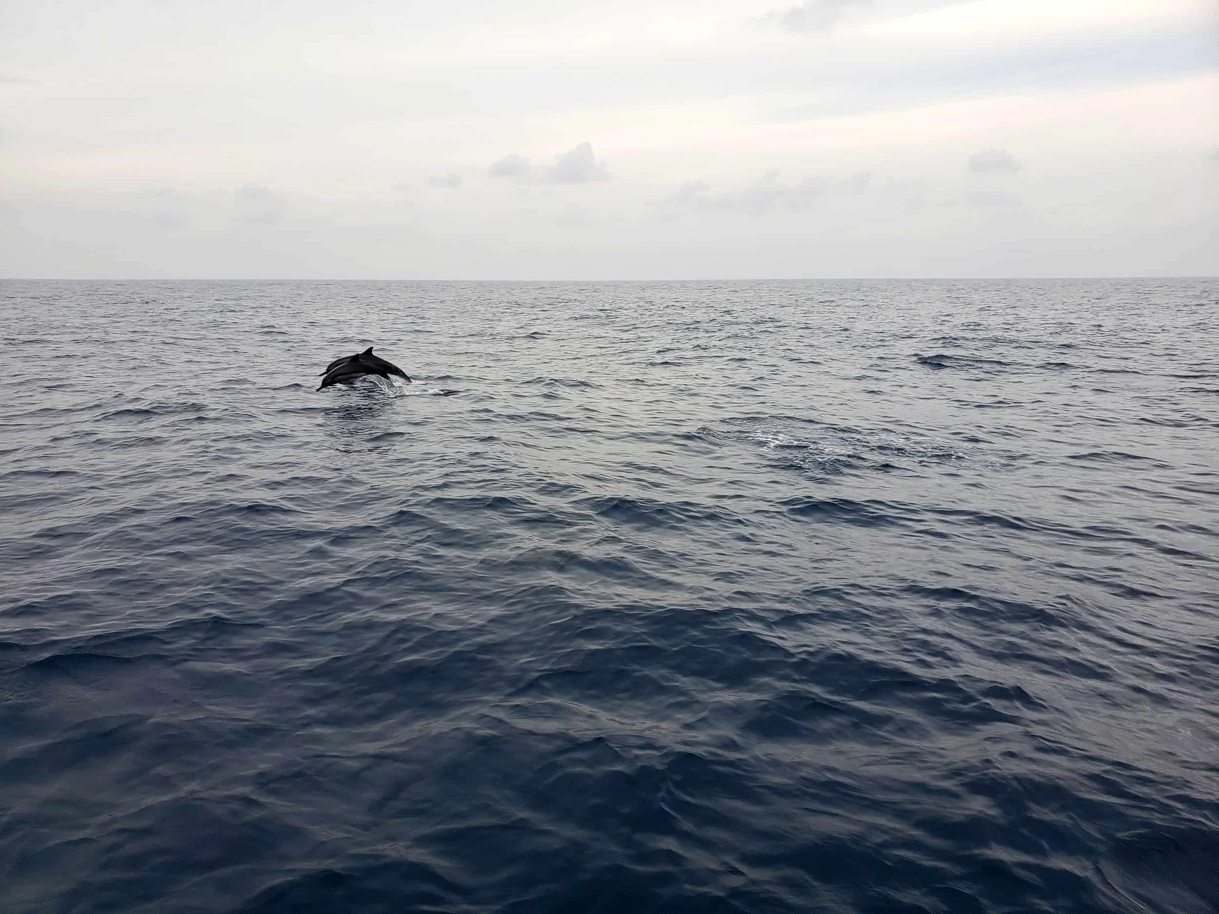 Mirissa whale watching on Indian Ocean