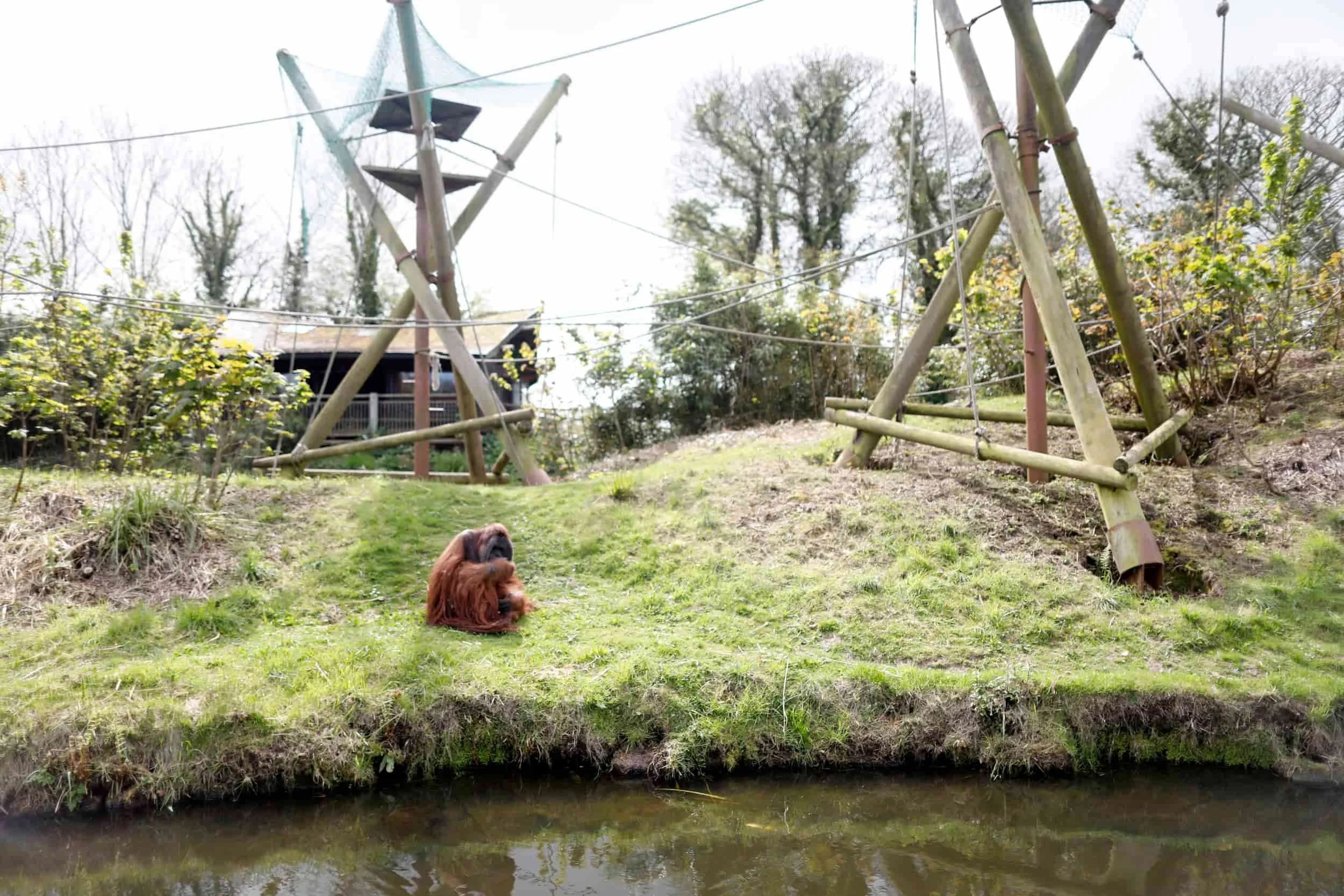 Jersey island, Jersey Zoo