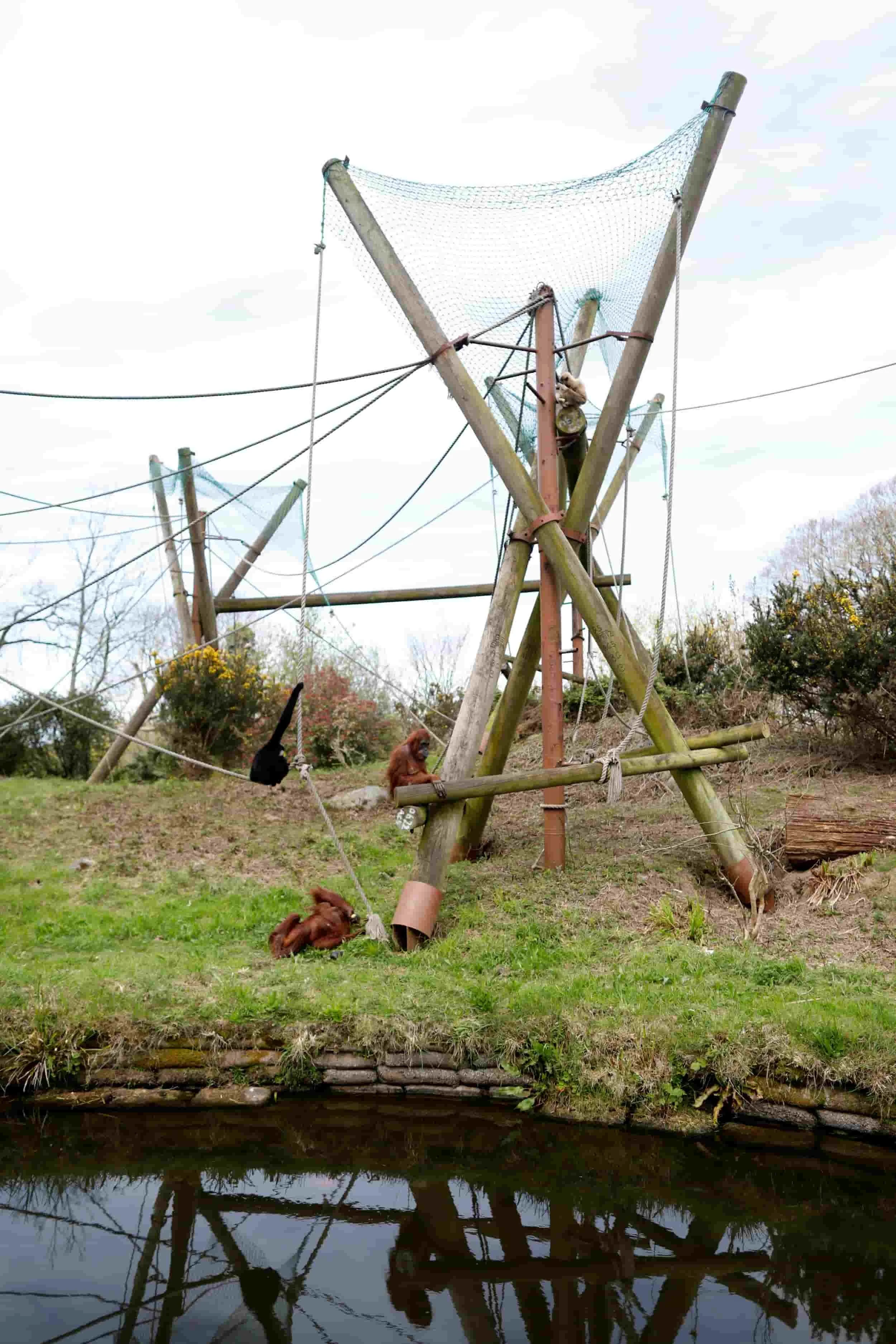 Jersey island, Jersey Zoo