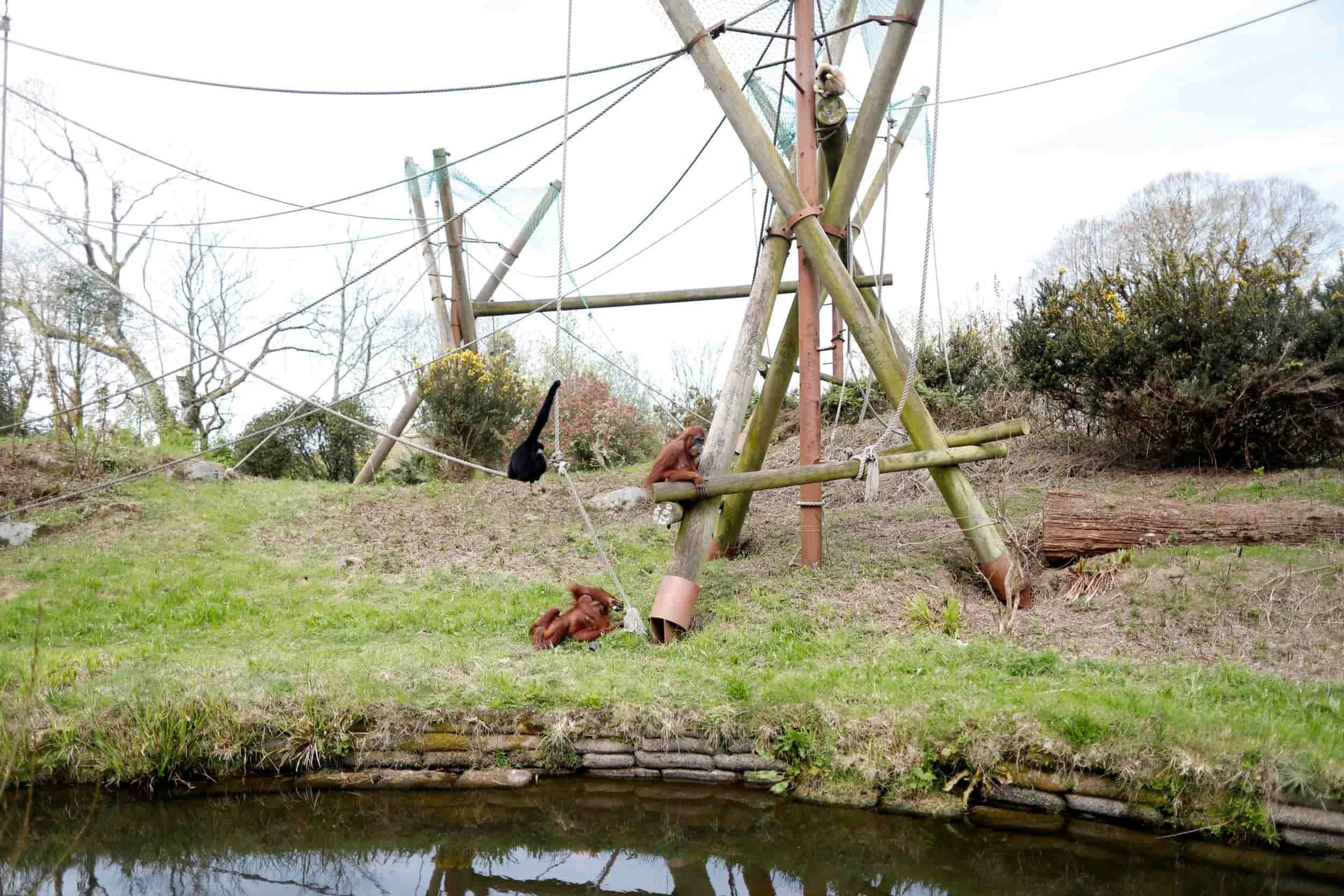 Jersey island, Jersey Zoo