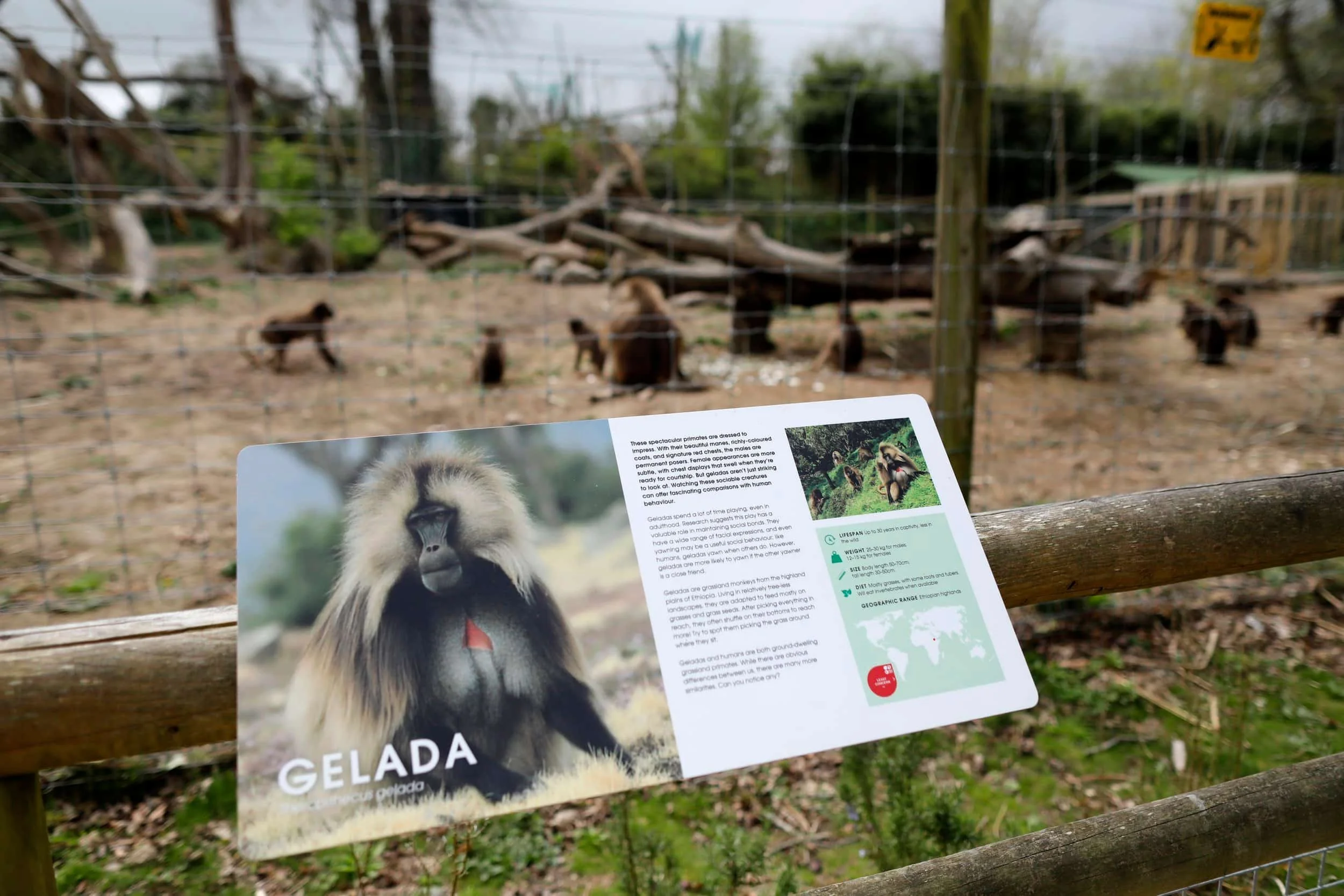 Jersey island, Jersey Zoo