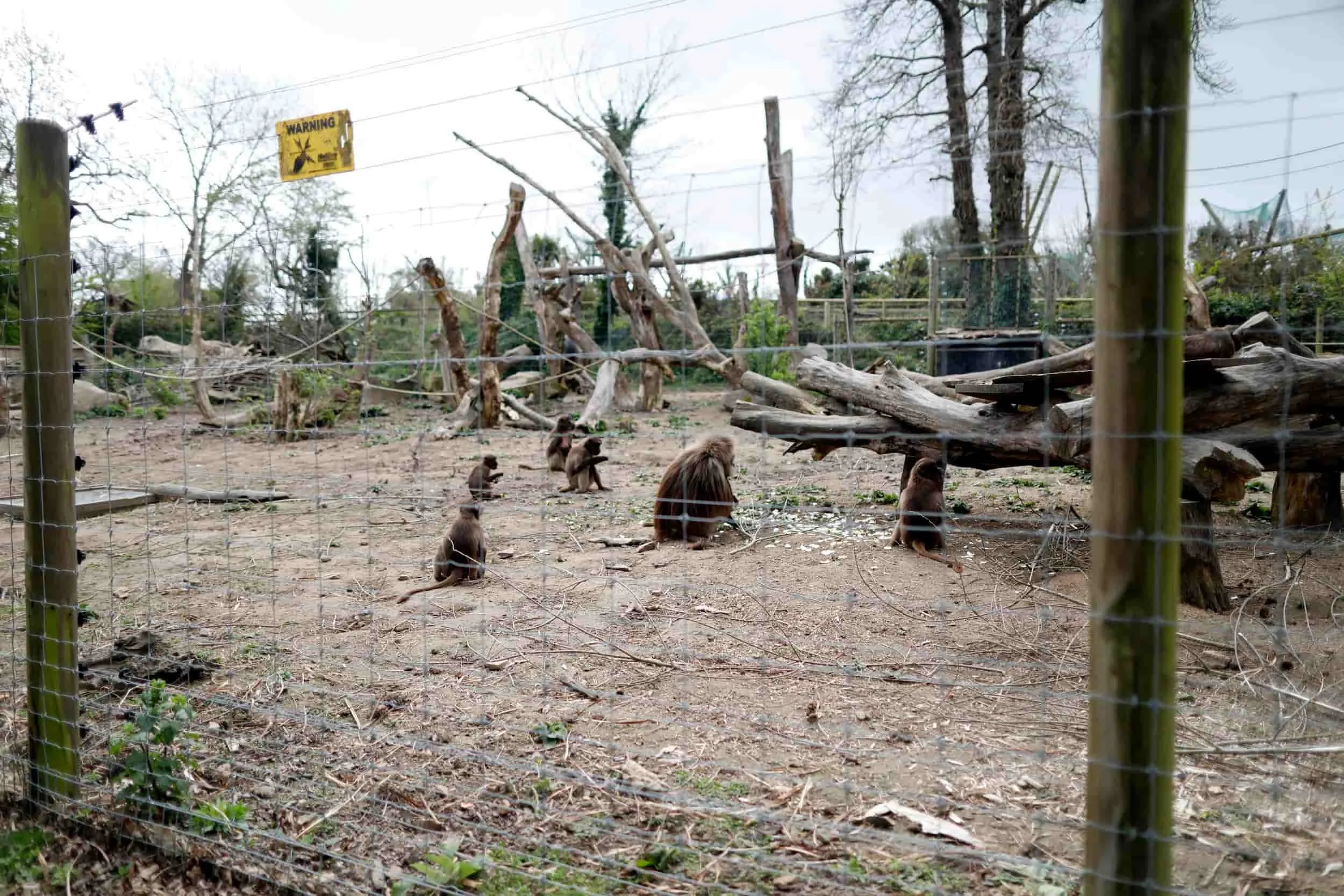 Jersey island, Jersey Zoo
