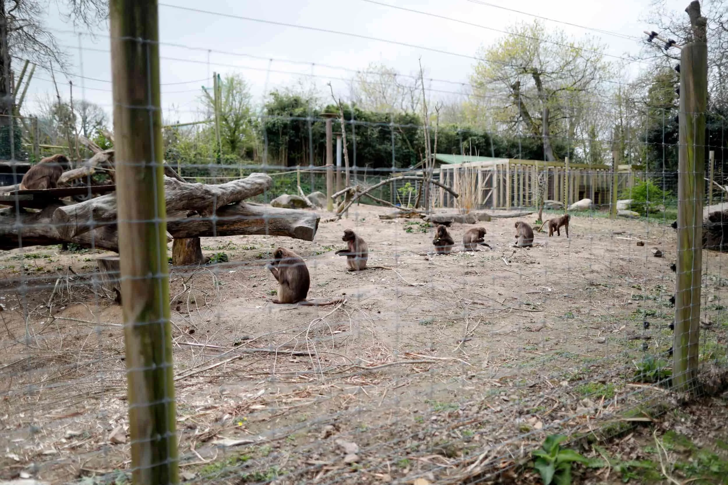 Jersey island, Jersey Zoo
