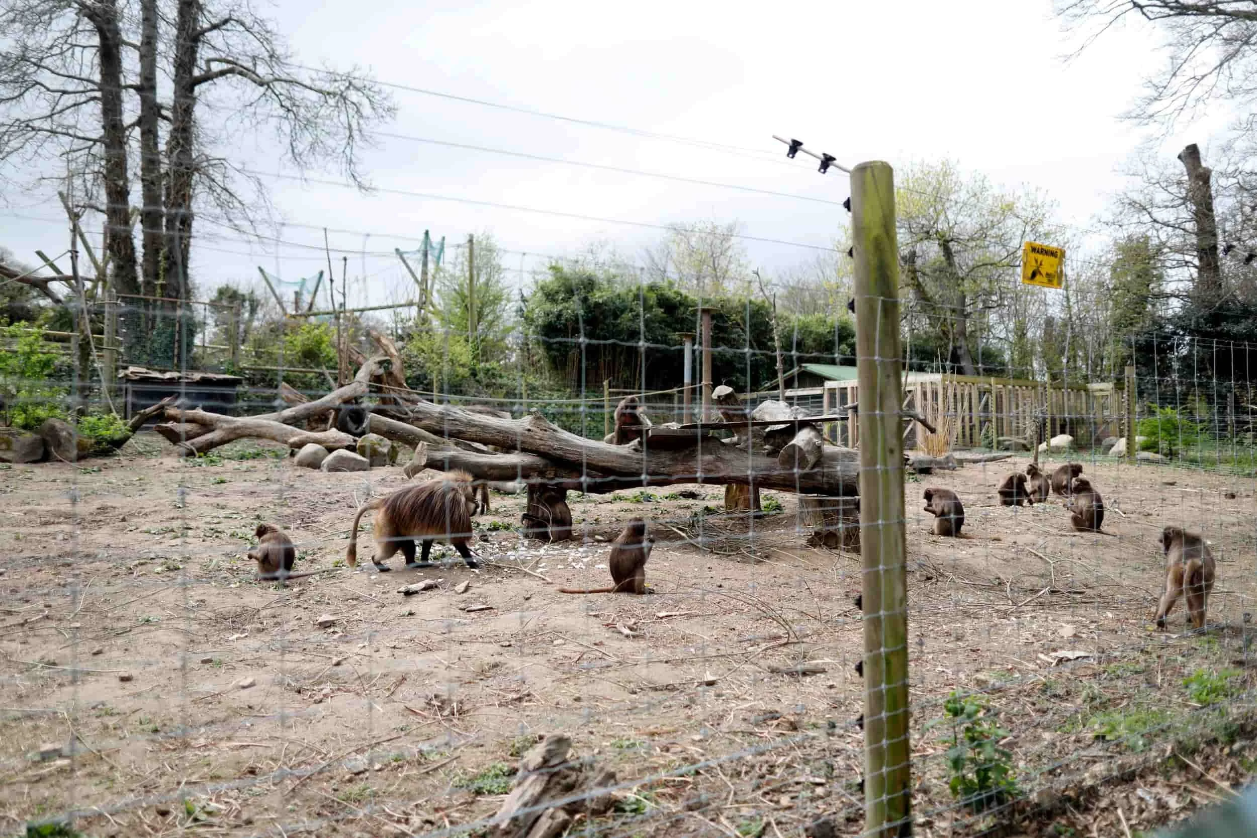 Jersey island, Jersey Zoo