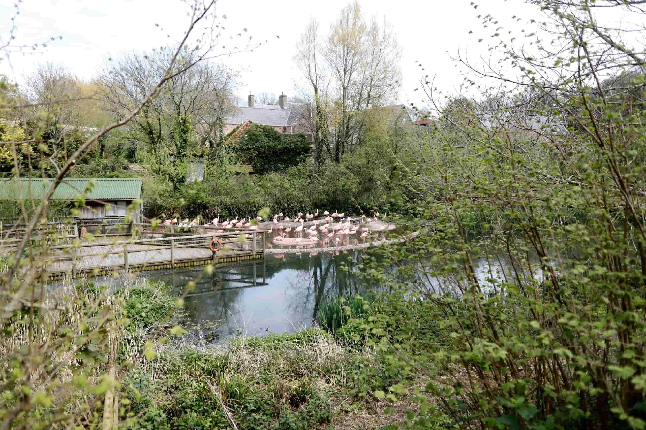 Jersey island, Jersey Zoo