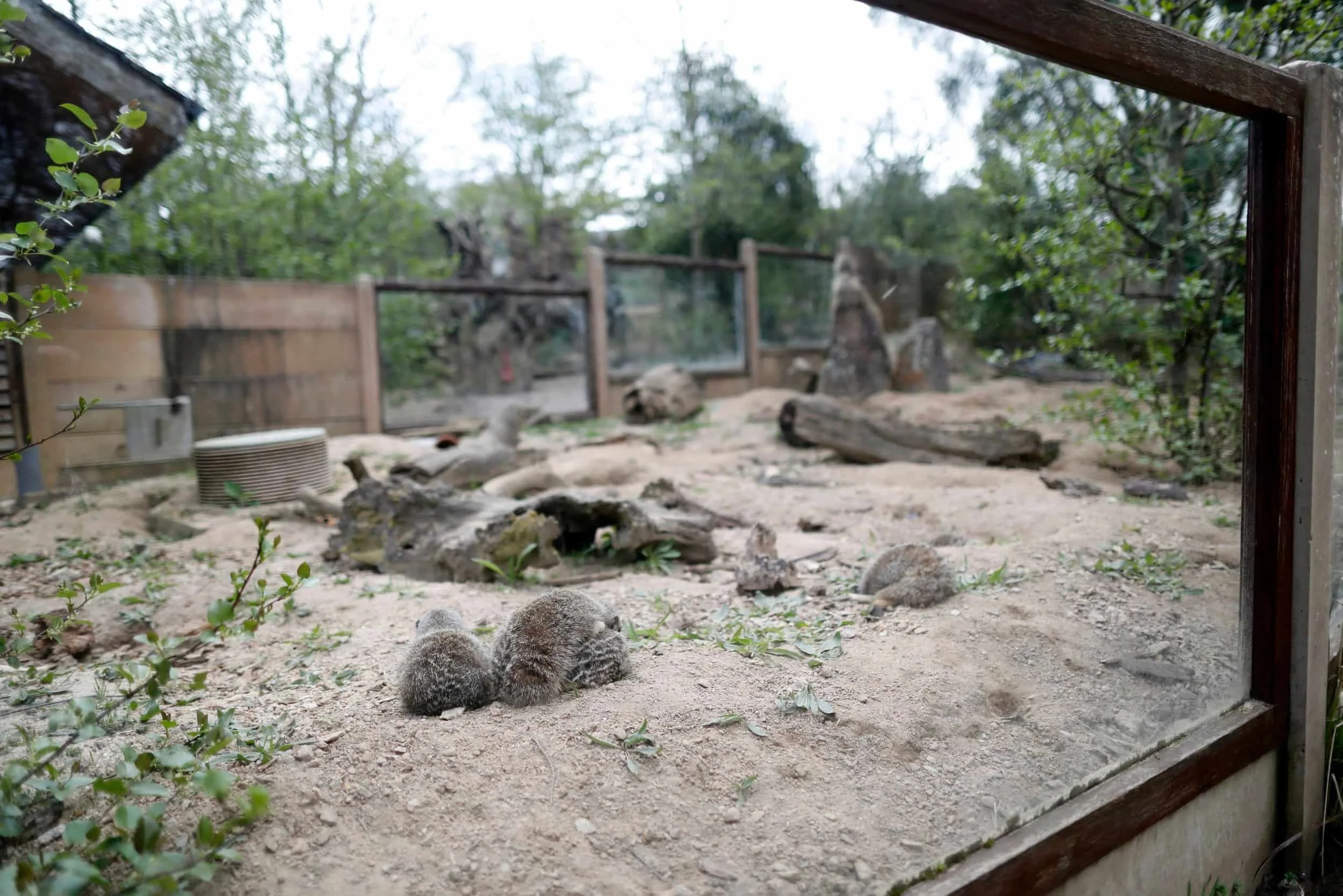 Jersey island, Jersey Zoo