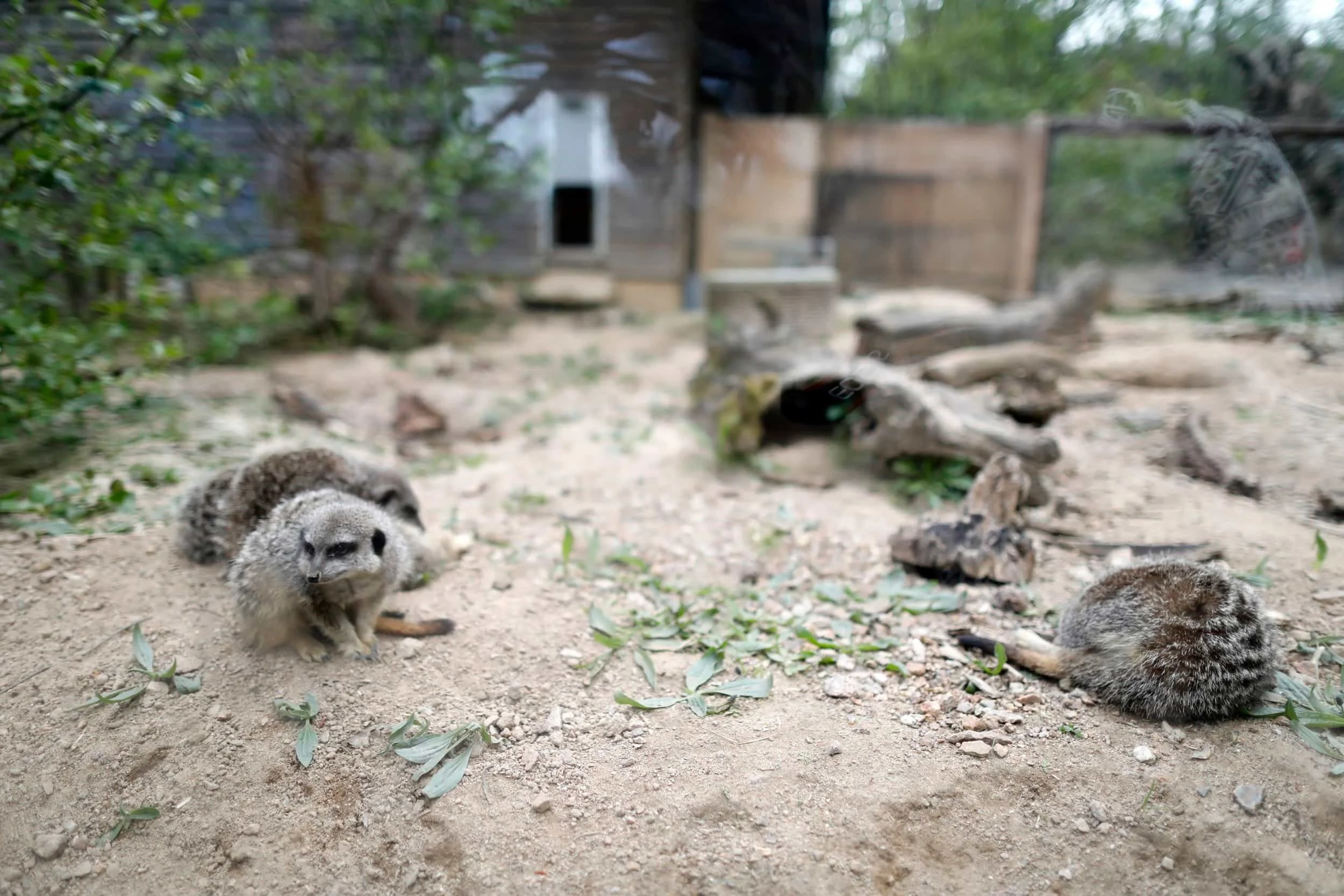 Jersey island, Jersey Zoo