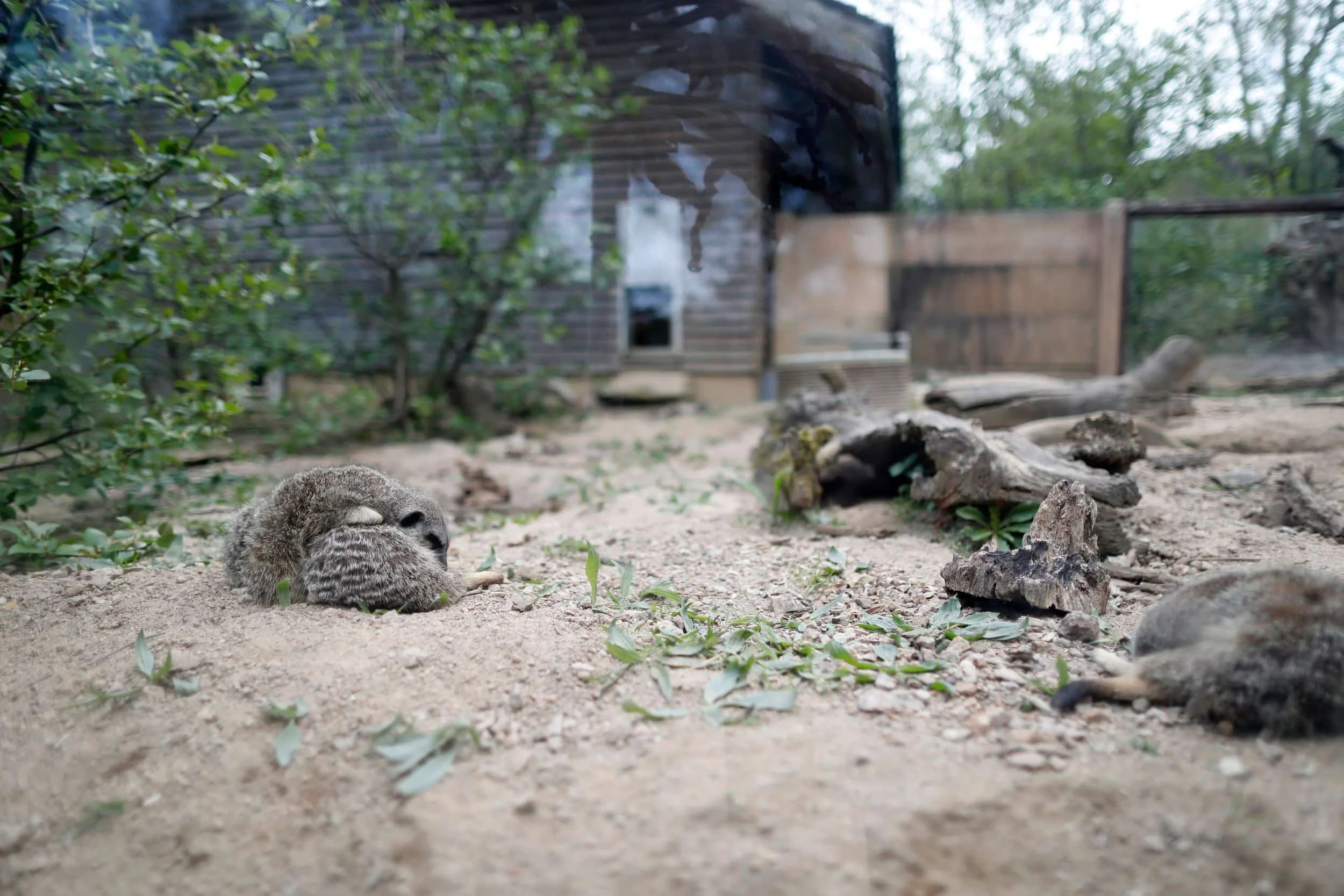 Jersey island, Jersey Zoo