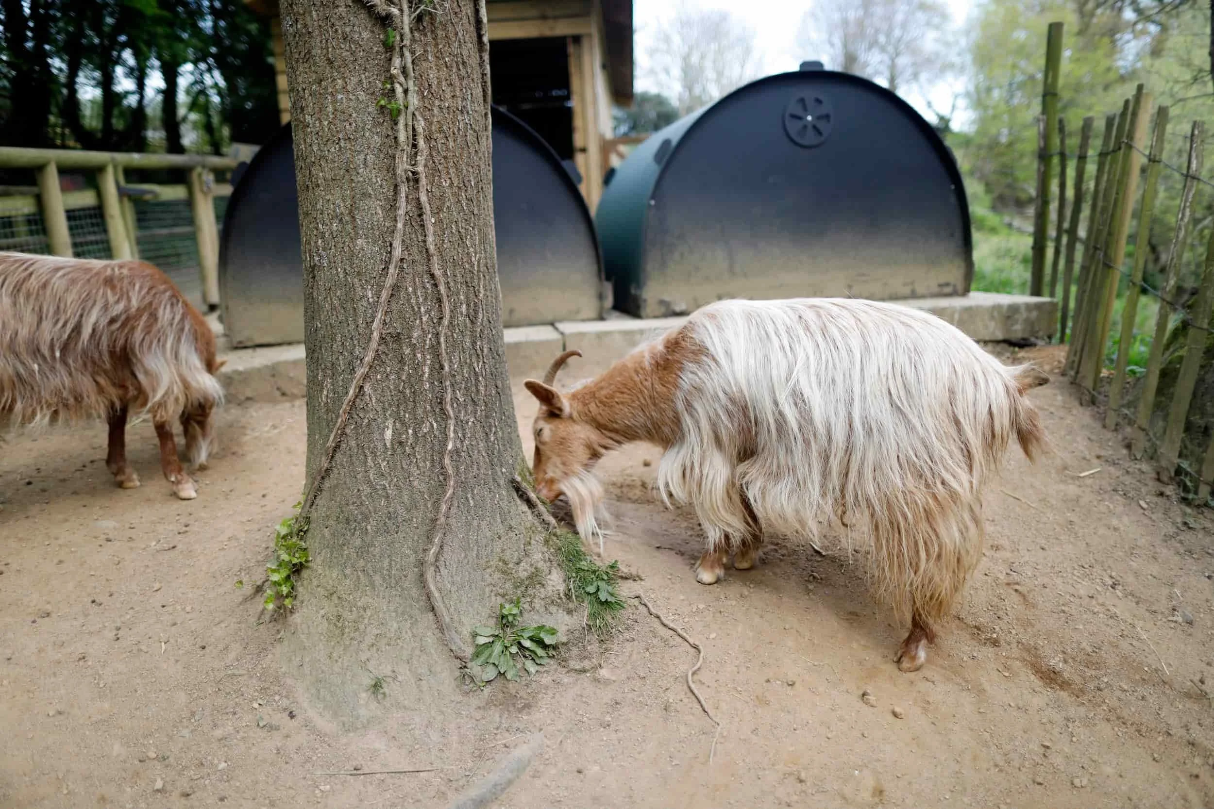 Jersey island, Jersey Zoo