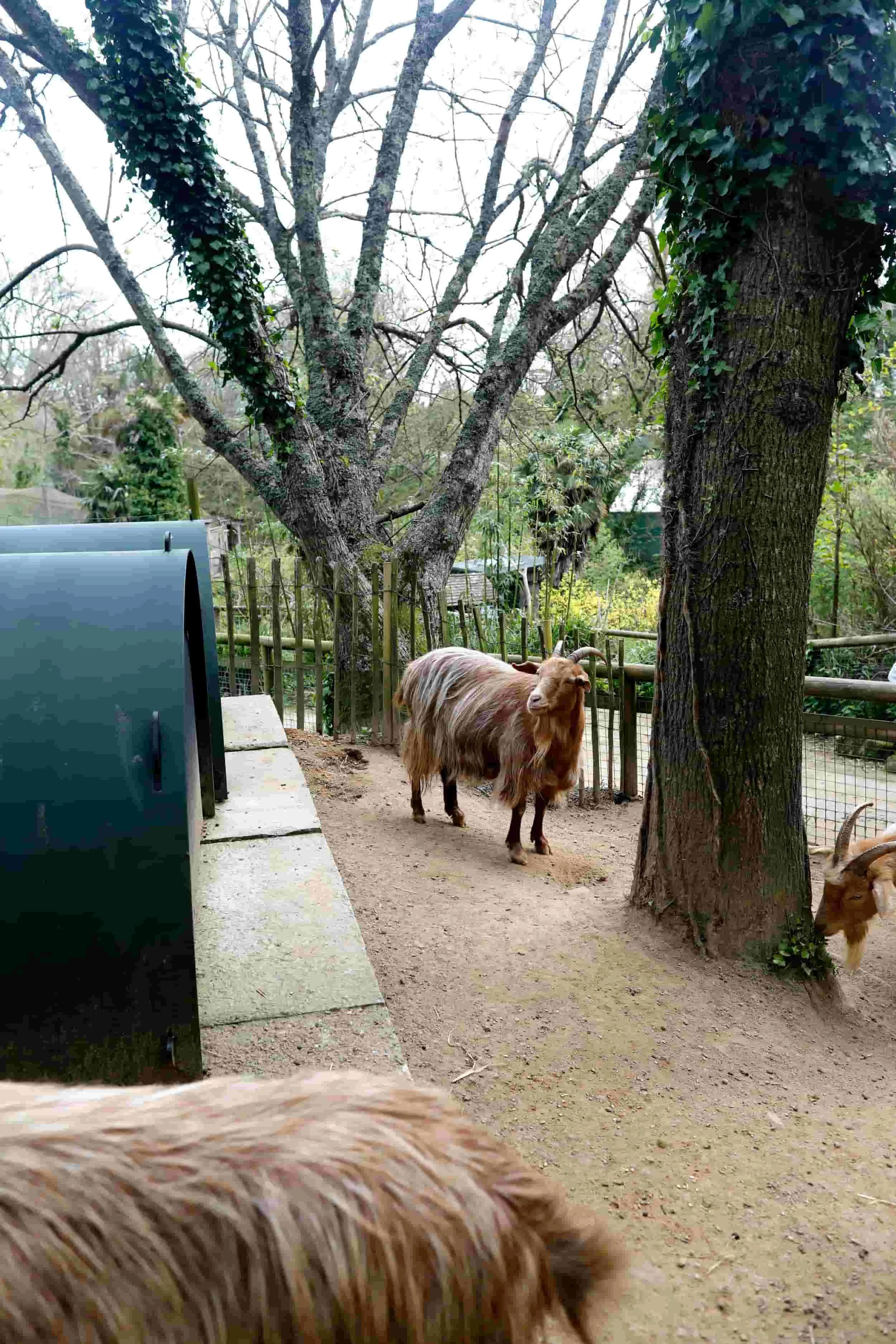 Jersey island, Jersey Zoo