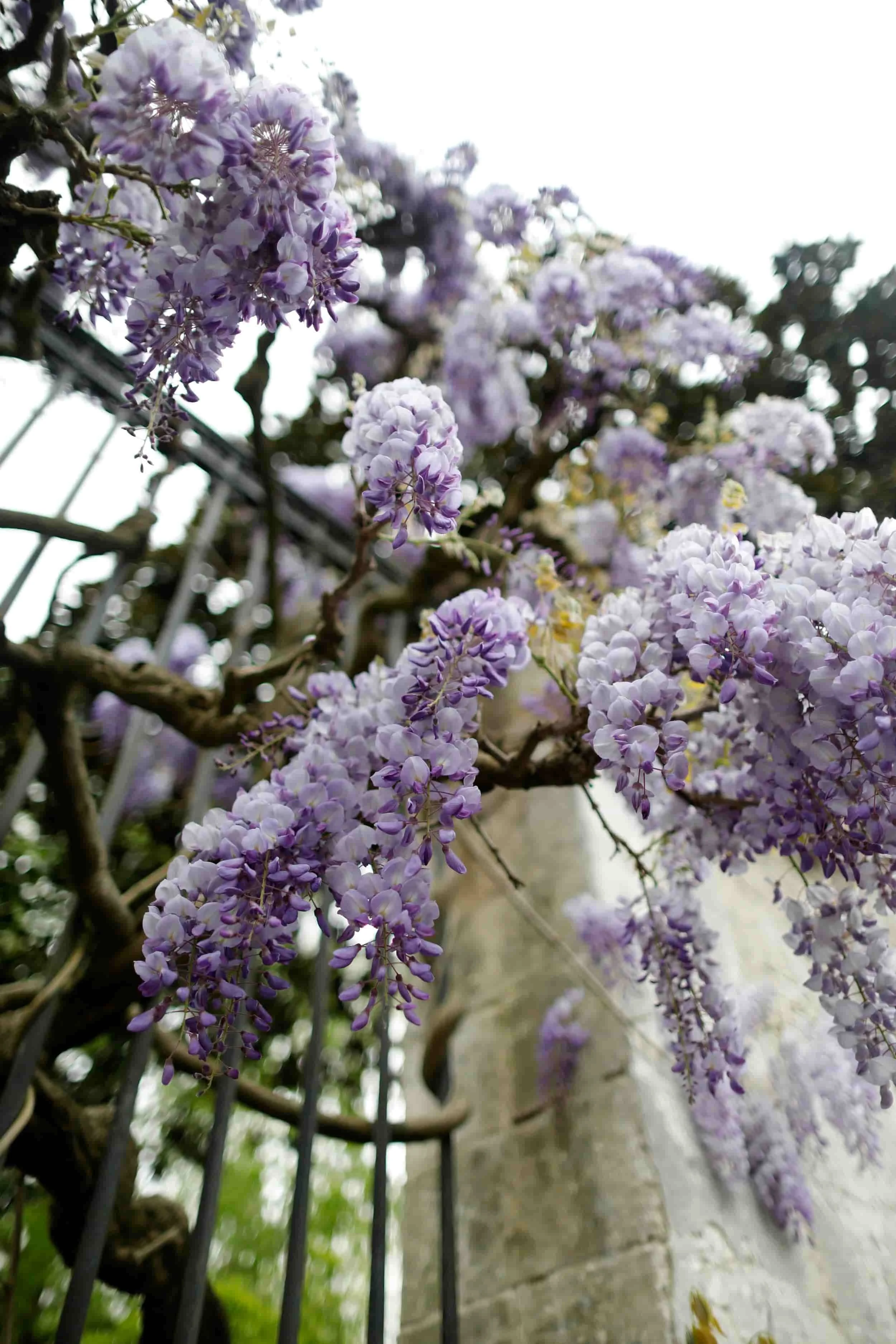 Botanical Gardens of Jardin des Plantes in Nantes, France