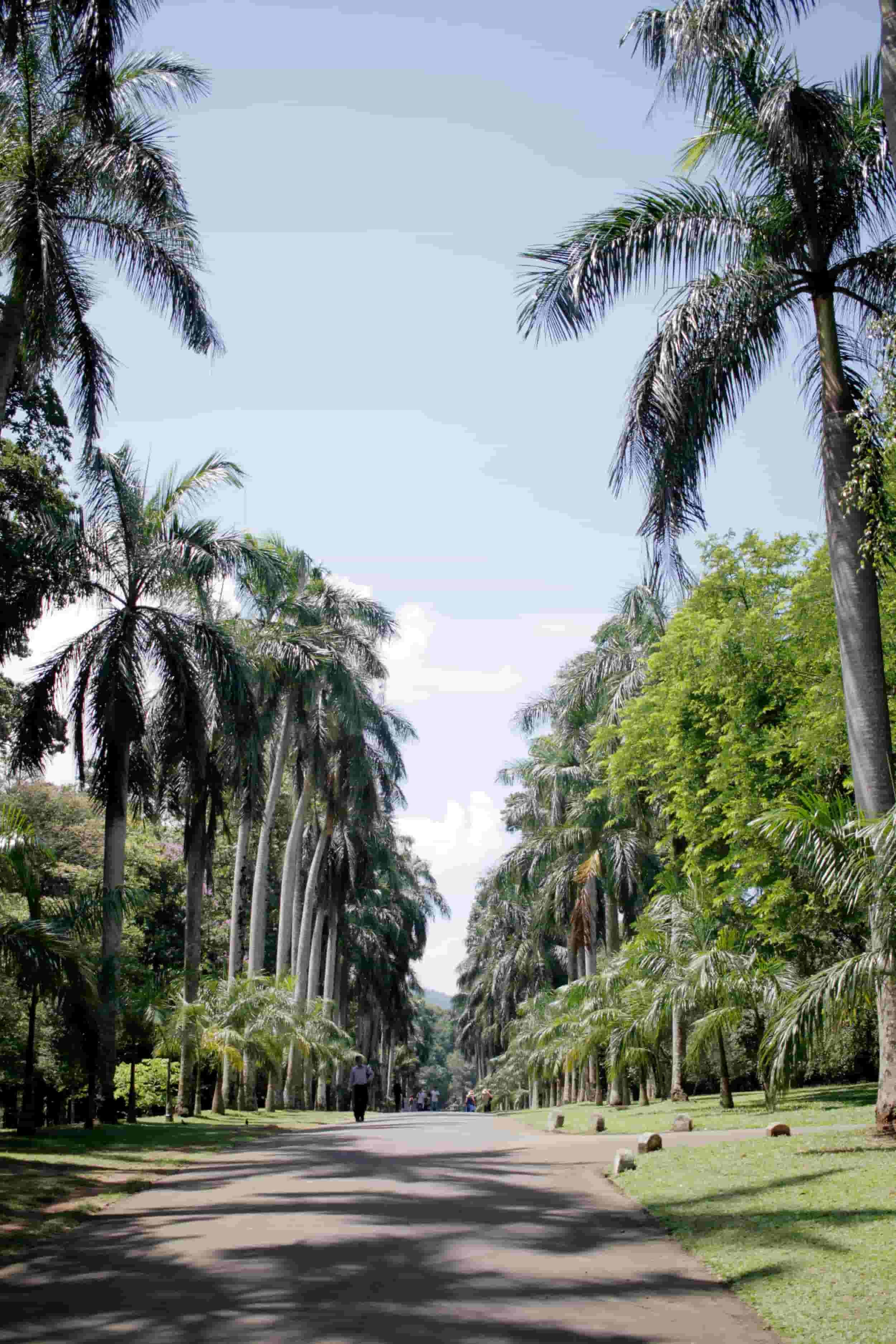 Royal Botanic Gardens of Peradeniya, Kandy Sri Lanka