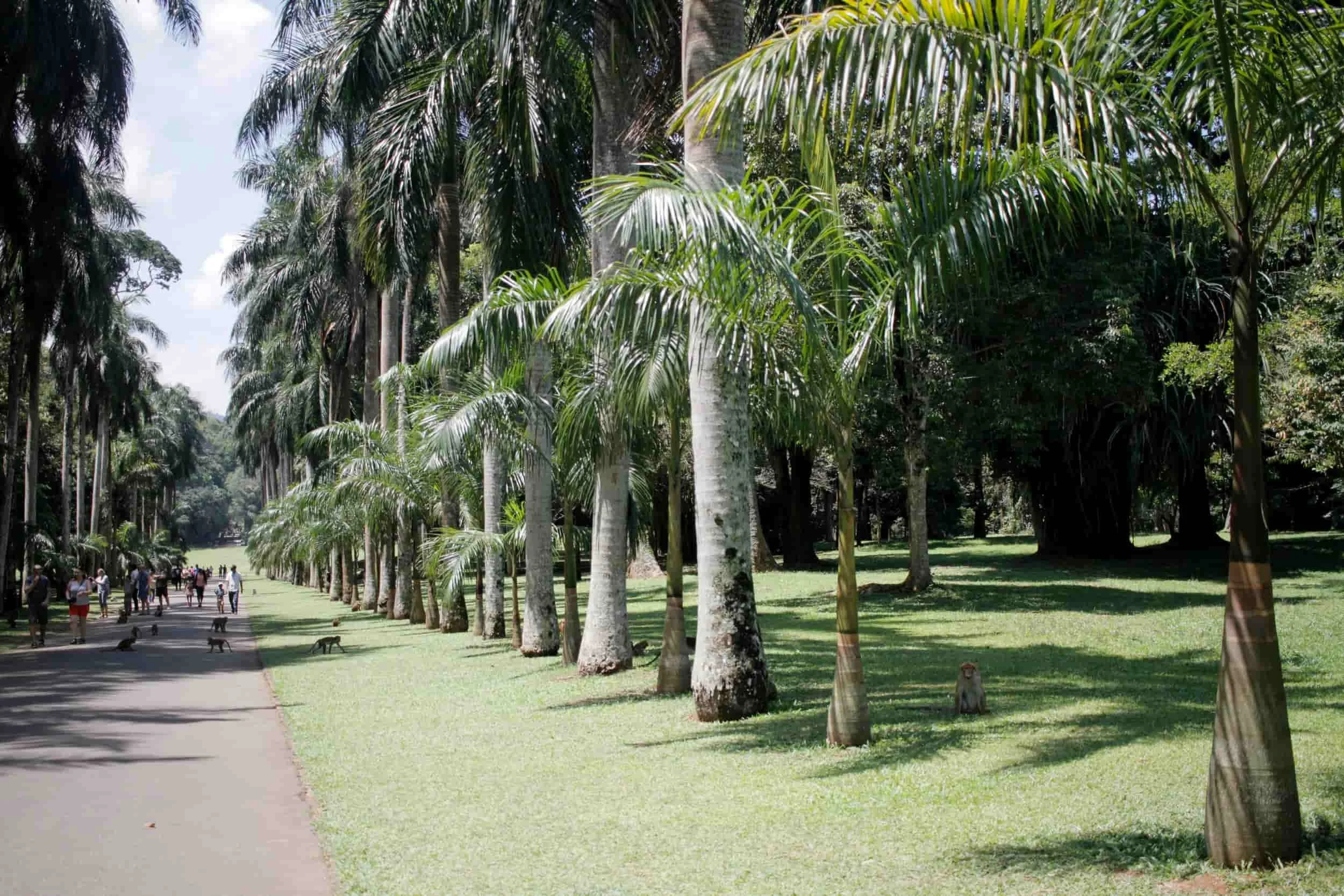 Royal Botanic Gardens of Peradeniya, Kandy Sri Lanka