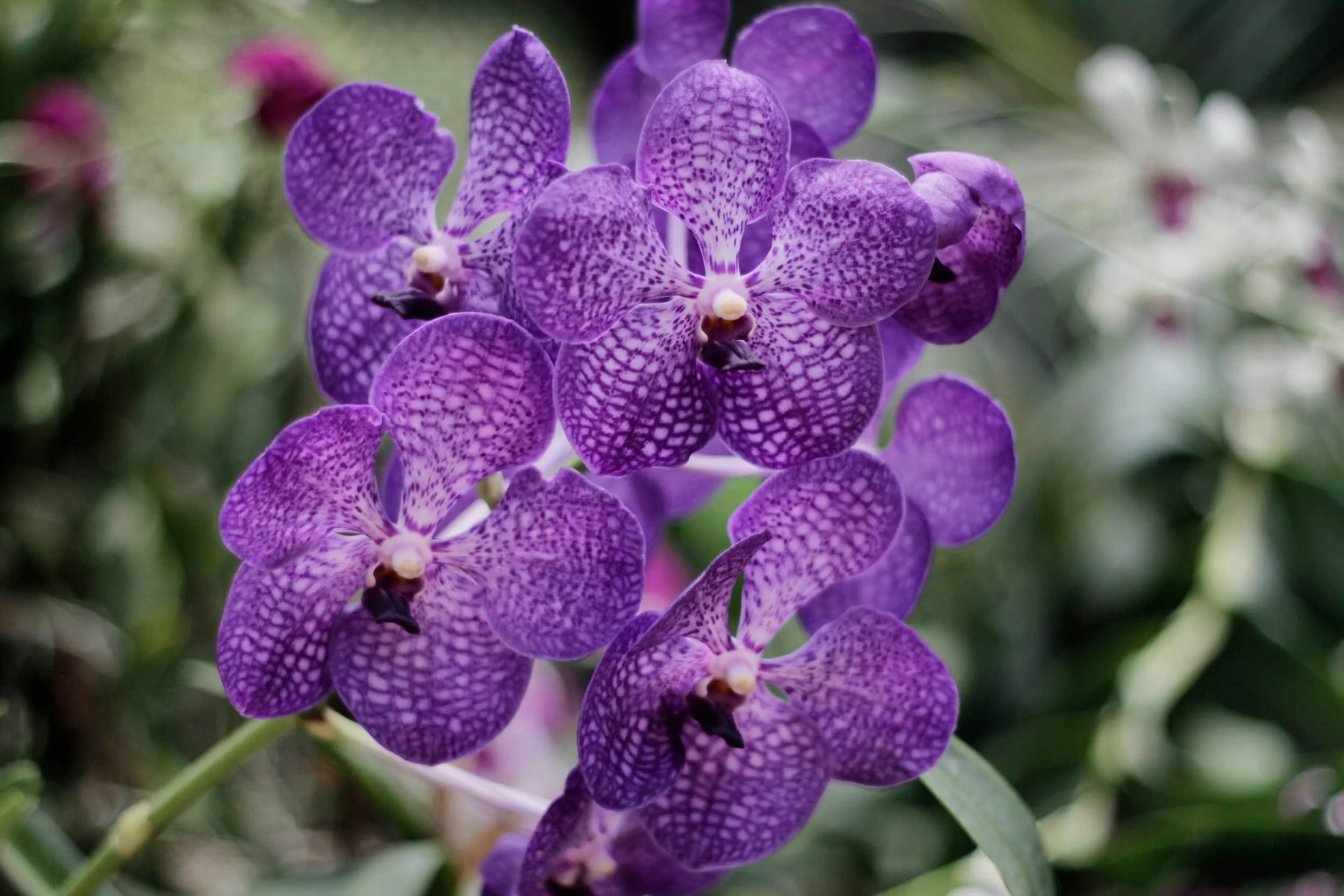Orchids at Royal Botanic Gardens of Peradeniya, Kandy Sri Lanka