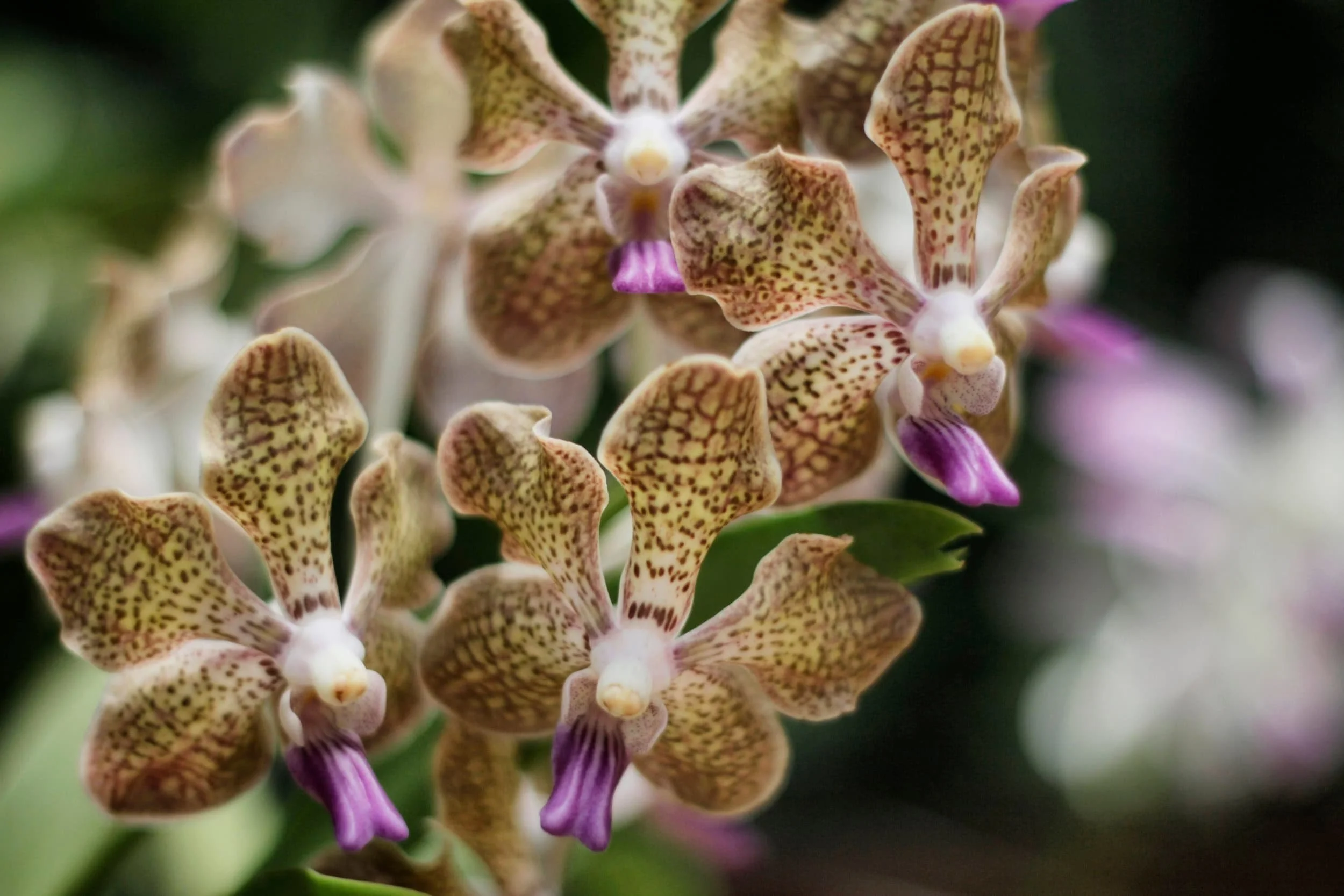 Orchids at Royal Botanic Gardens of Peradeniya, Kandy Sri Lanka