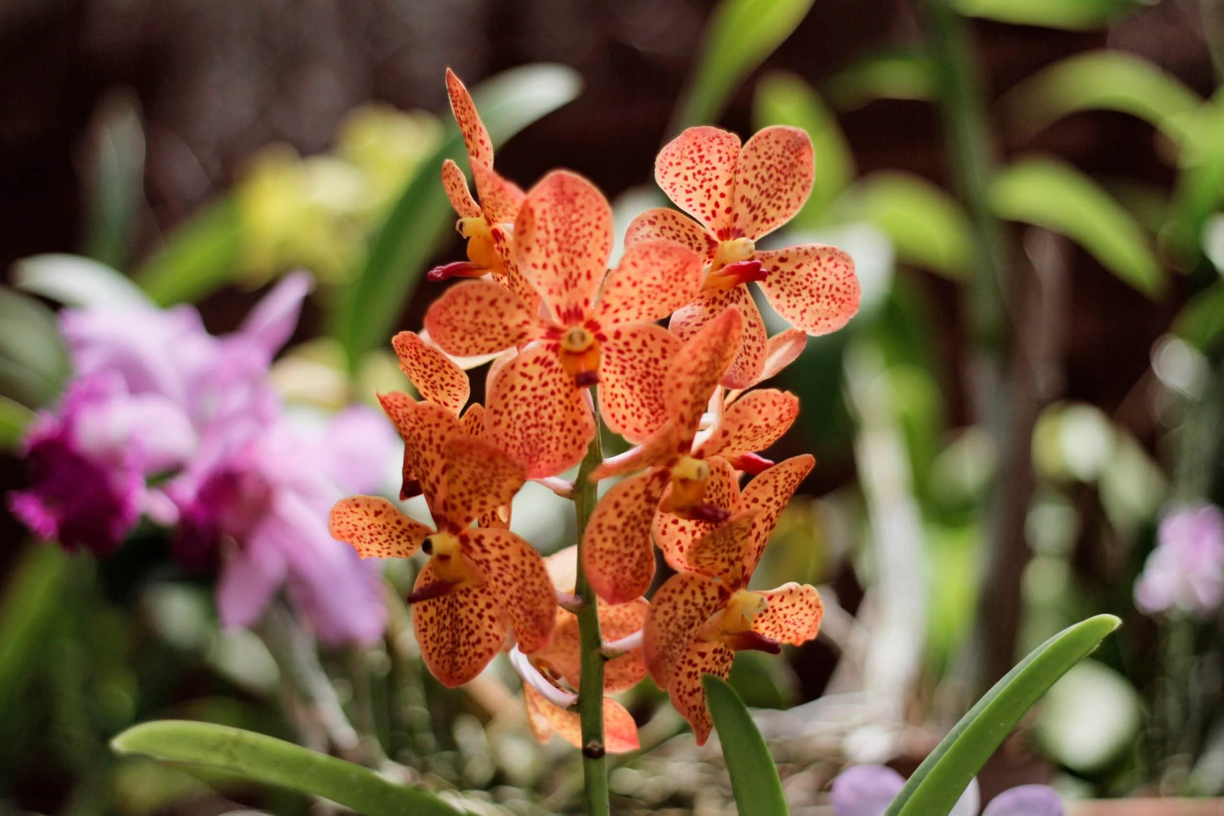 Orchids at Royal Botanic Gardens of Peradeniya, Kandy Sri Lanka