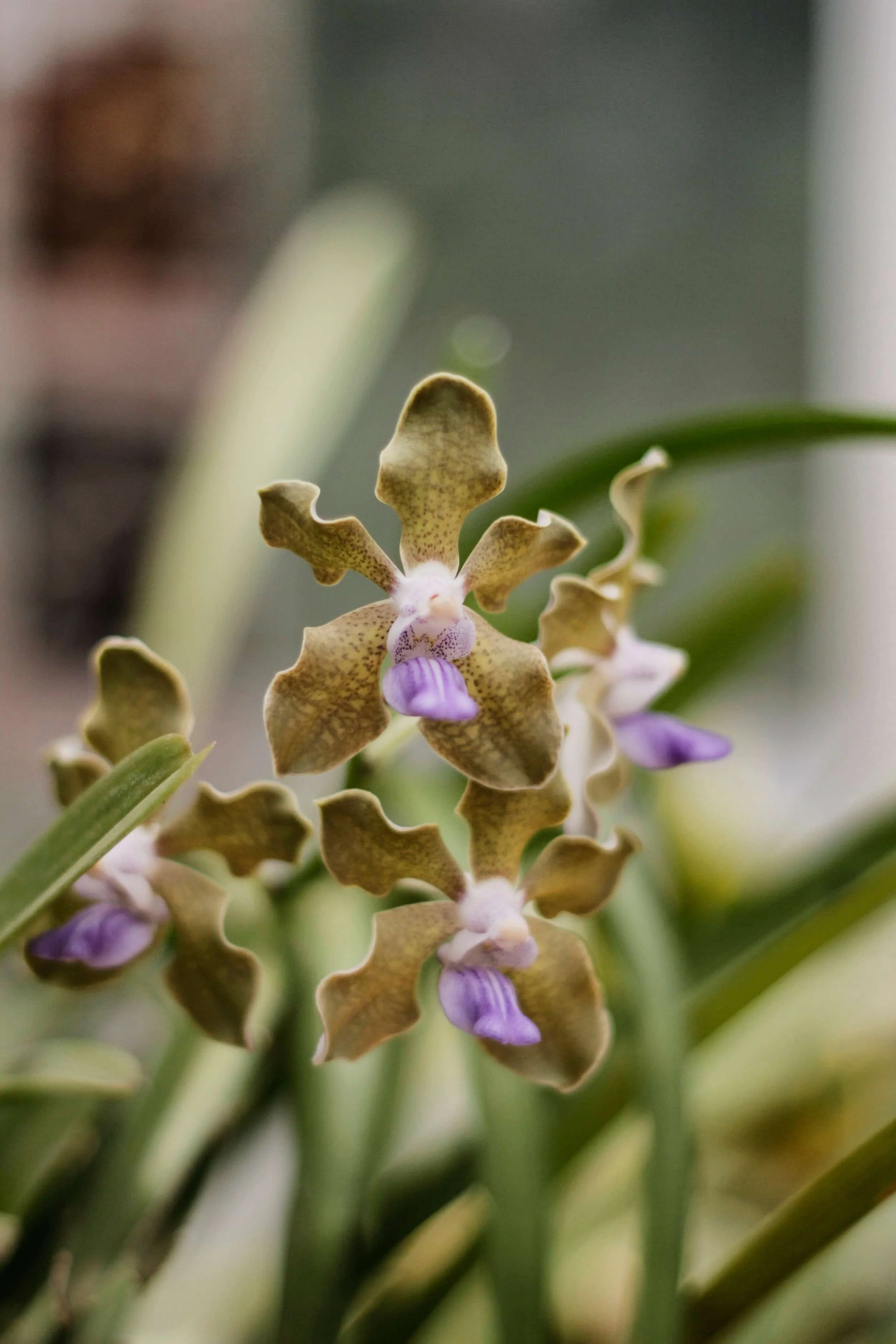 Orchids at Royal Botanic Gardens of Peradeniya, Kandy Sri Lanka