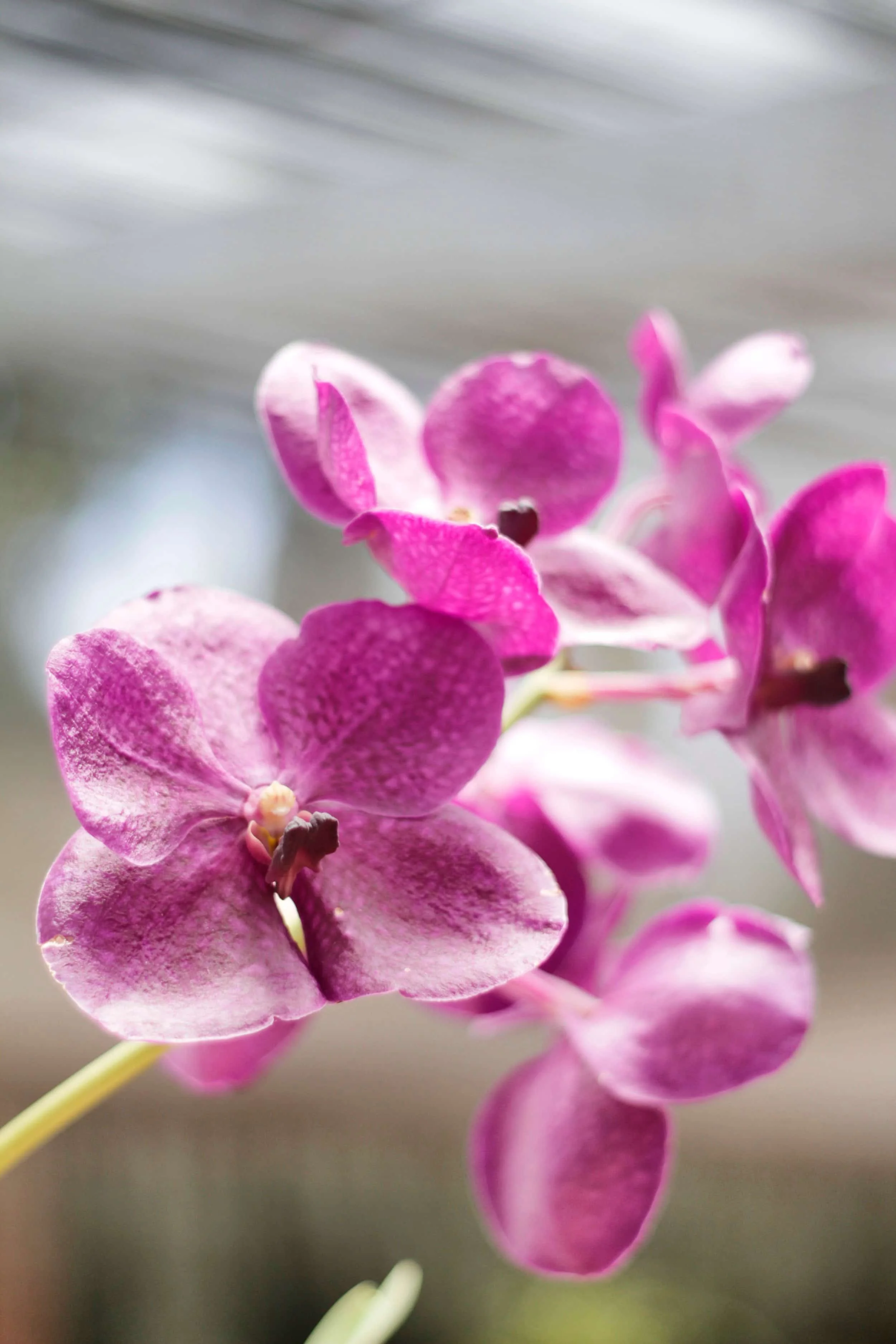 Orchids at Royal Botanic Gardens of Peradeniya, Kandy Sri Lanka