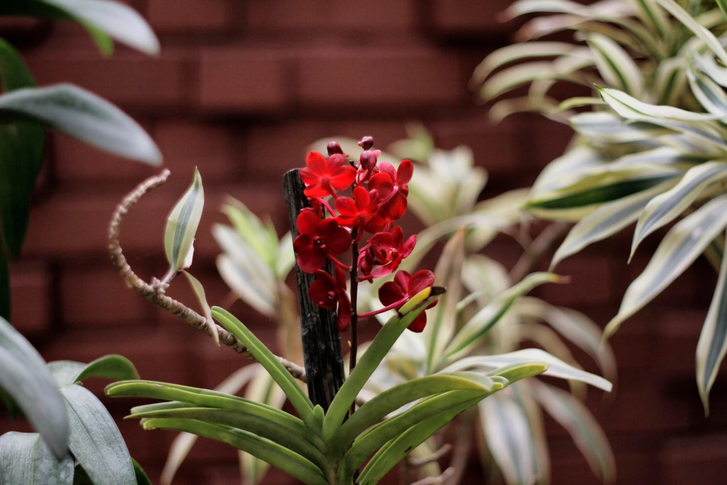 Orchids at Royal Botanic Gardens of Peradeniya, Kandy Sri Lanka