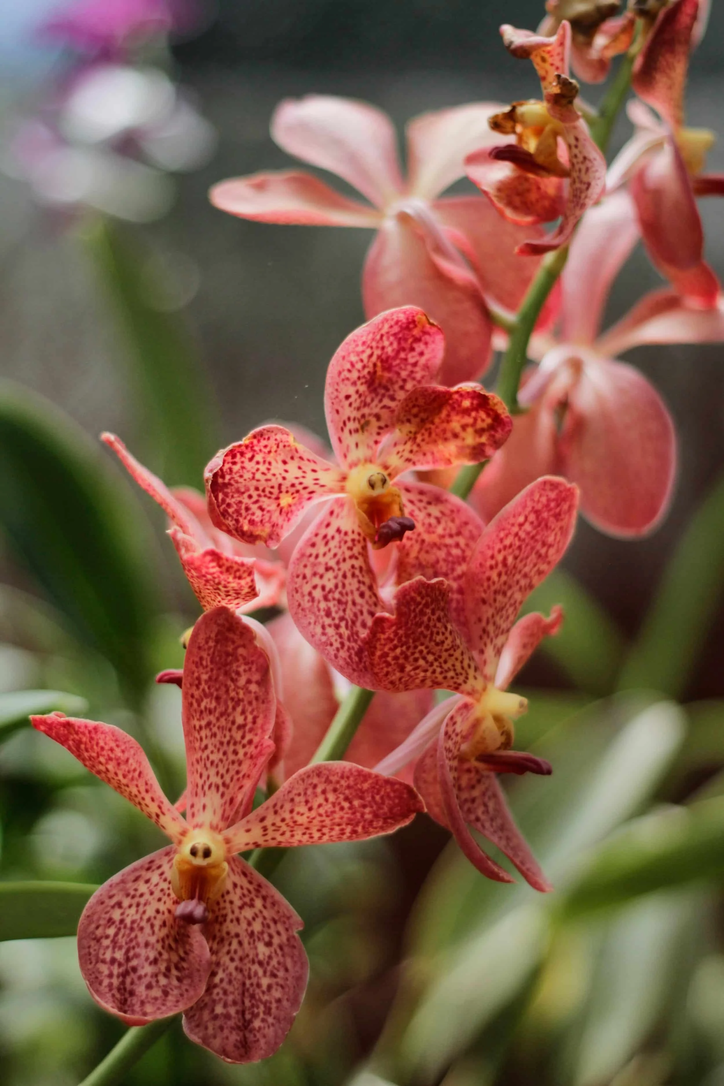 Orchids at Royal Botanic Gardens of Peradeniya, Kandy Sri Lanka
